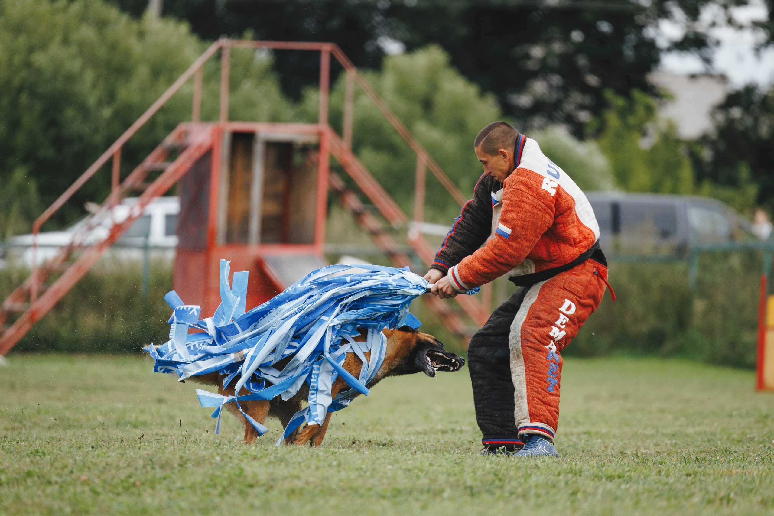 08.08.25-10.08.25 ЧР по мондьорингу г. Вологда. Фотограф-анималист Анна Маринич