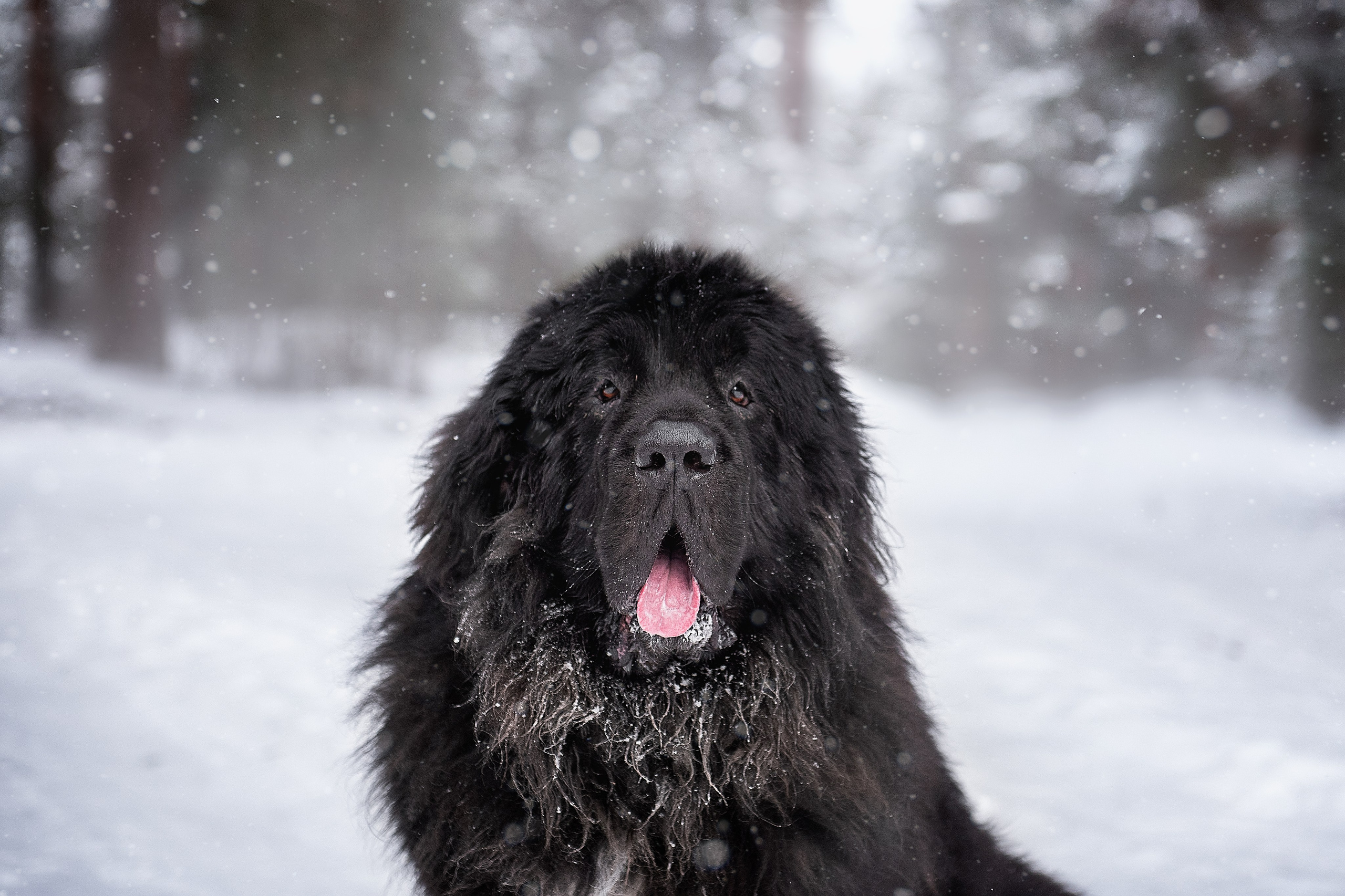 Ньюфаундленды. Мотофотограф в Нижнем Новгороде Динара Зуйкова