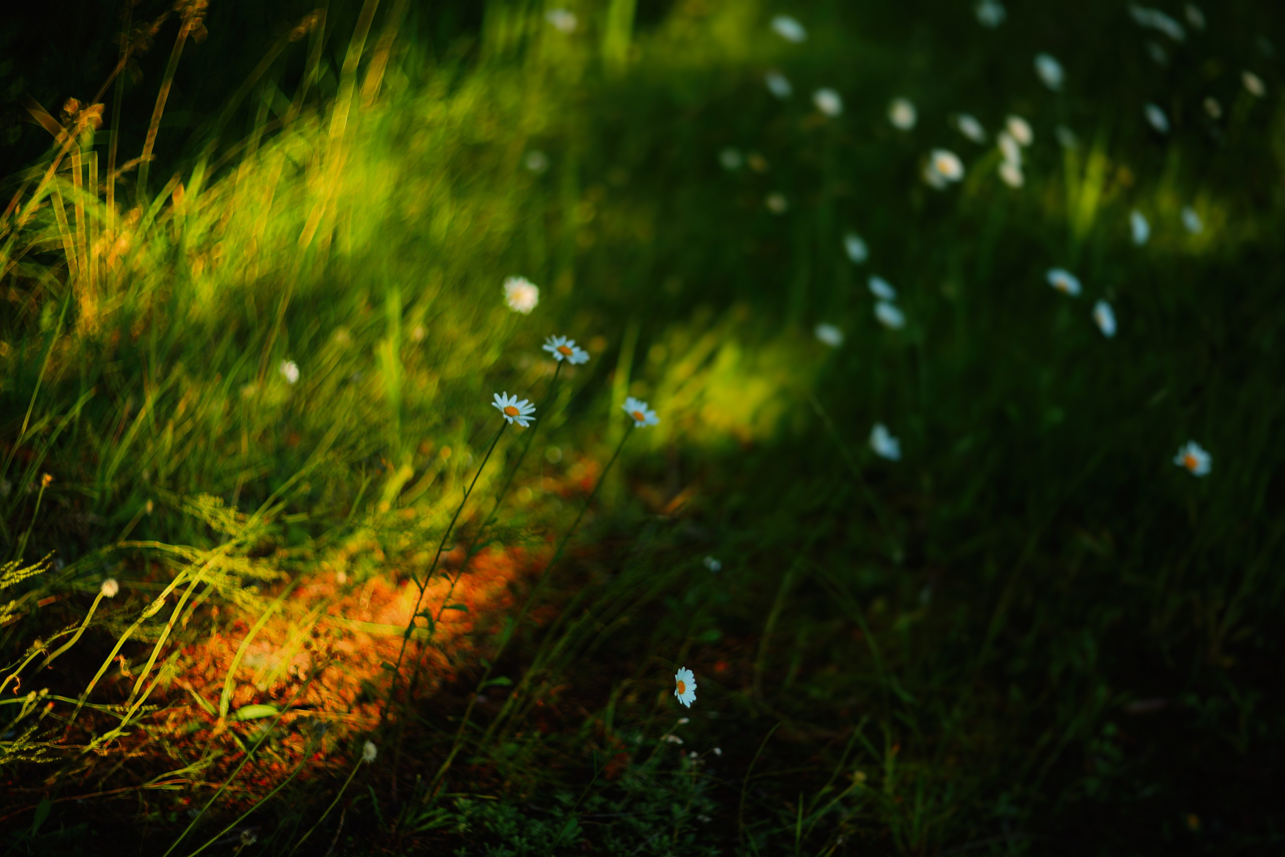 Средняя полоса. Свадебный и репортажный фотограф в Ярославле и Санкт-Петербурге Роман Микрюков
