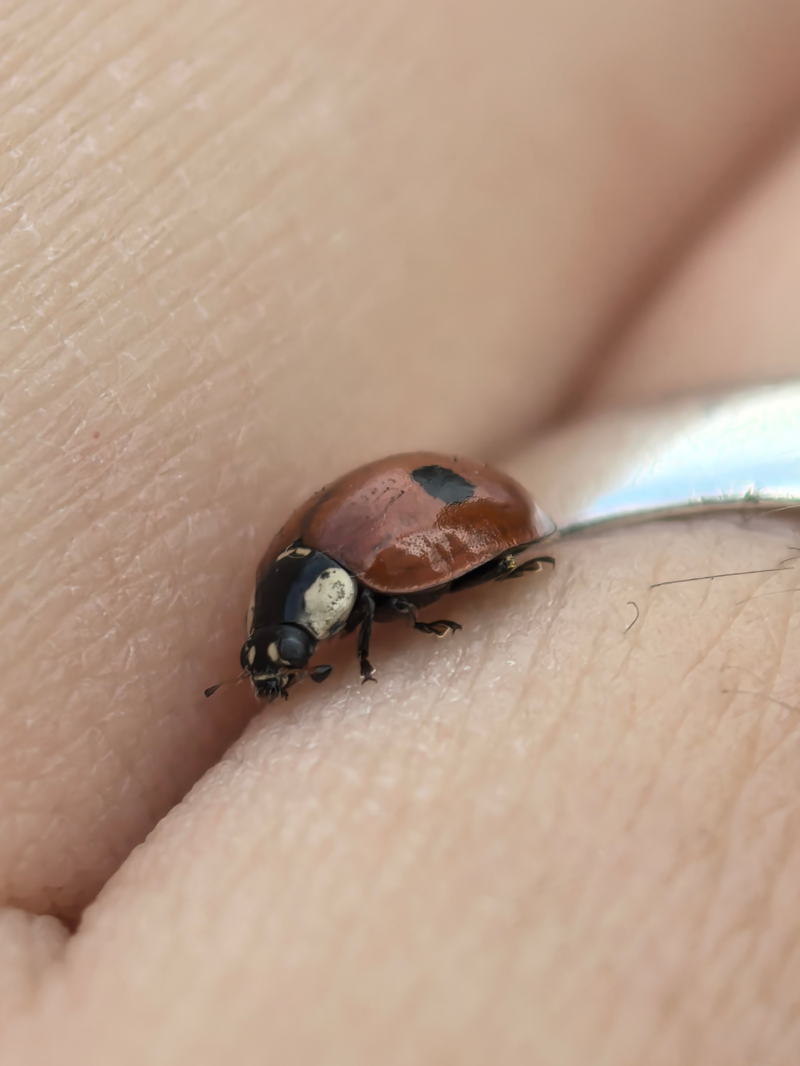ПочтиМАКРО. Школьные выпускные альбомы в Москве Марина Николаева
