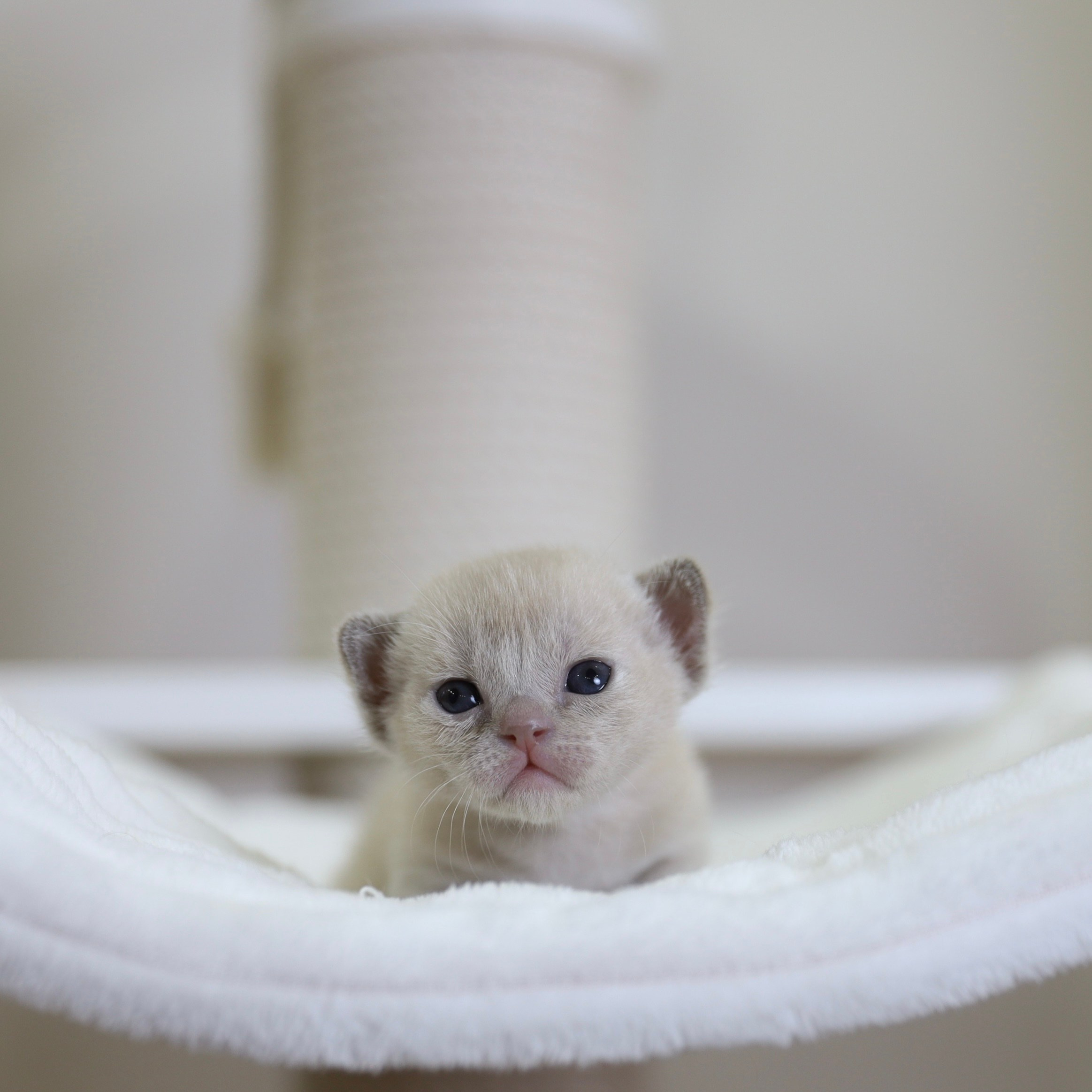 В. Cash. Cattery “Bouncy Life”