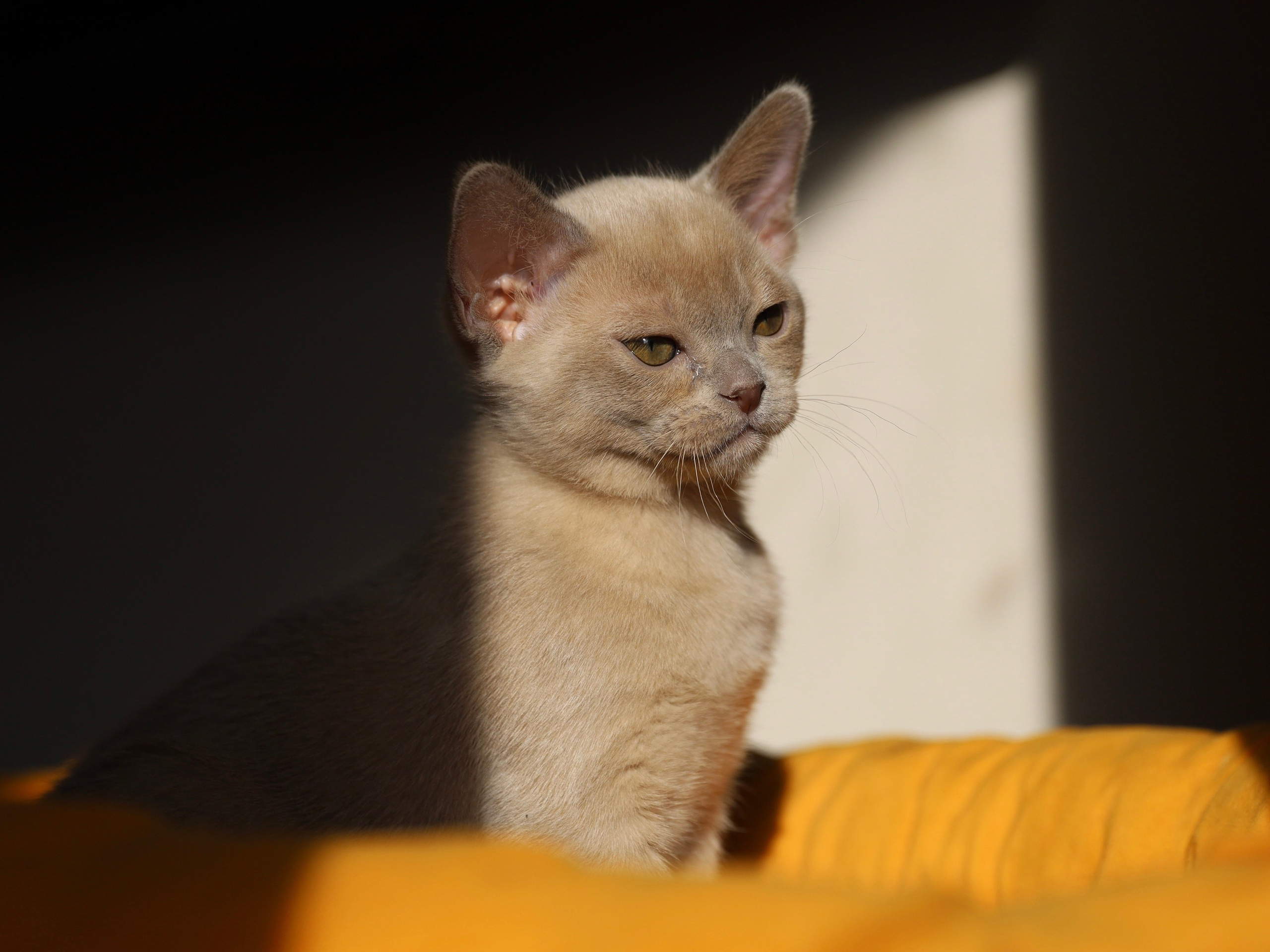 В. Питомник «Bouncy Life»