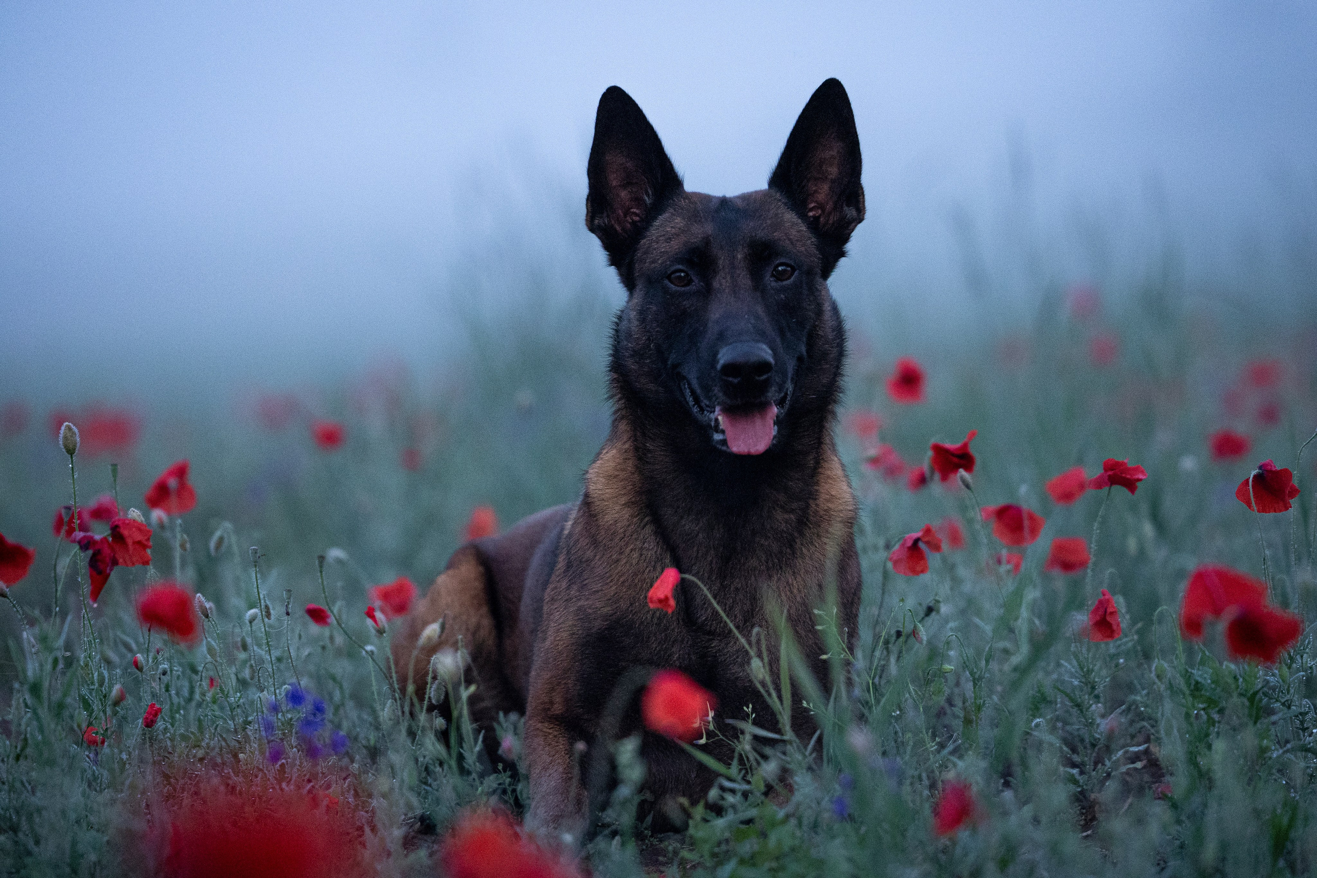 Маковое поле. Фотограф-анималист Анна Маринич