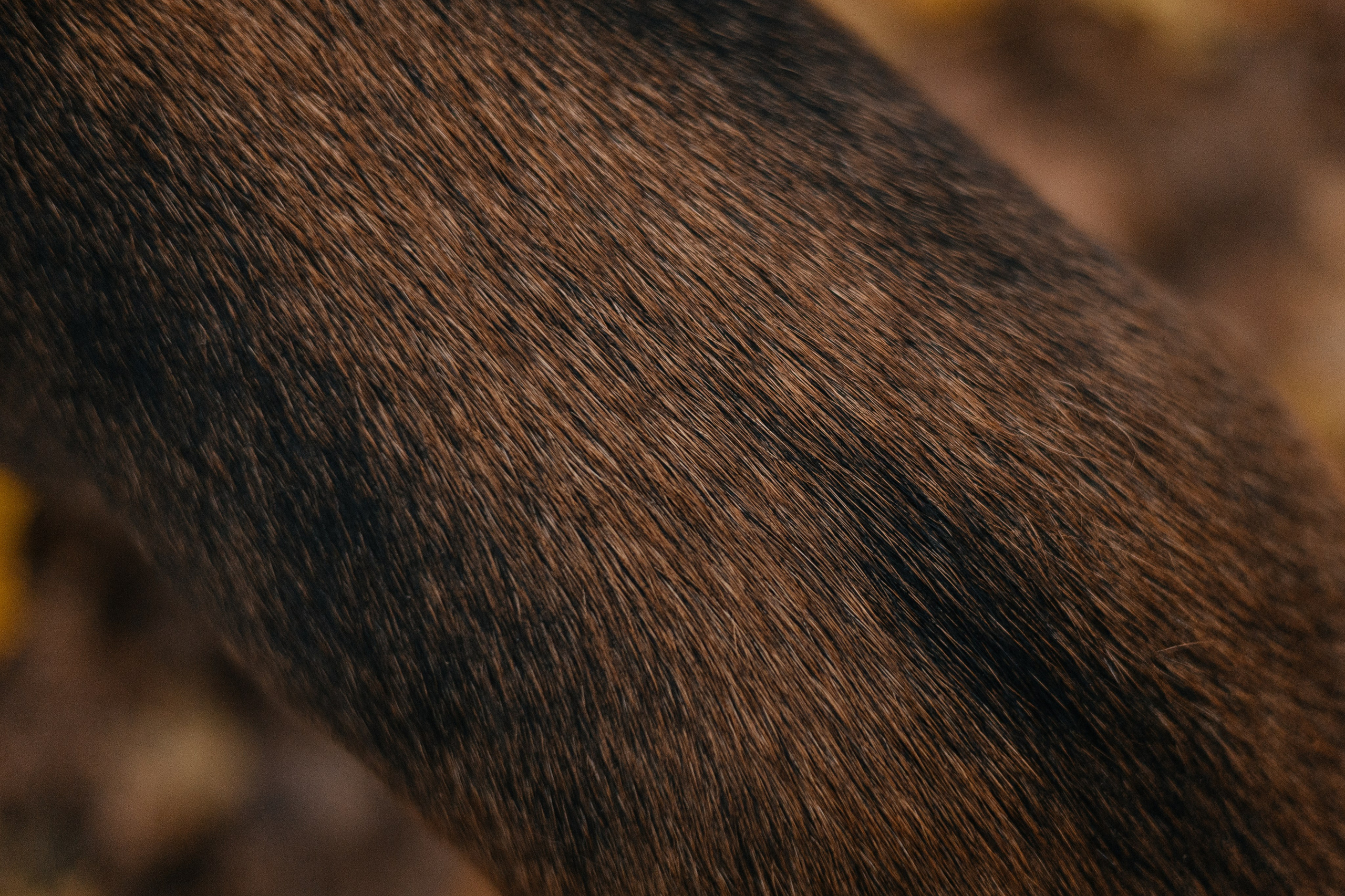 Нелли, Лёша, Рэй и Норд. Фотограф Анна Луценко Москва