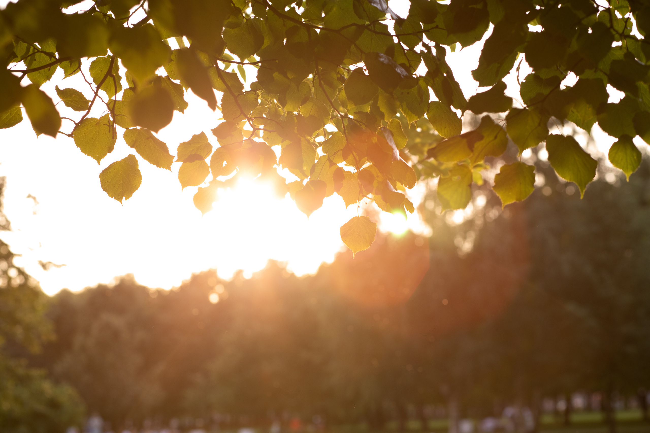 Летний вечер в парке 300-летия. Семейный и свадебный фотограф в Петербурге Евгения и Николай Шевчук