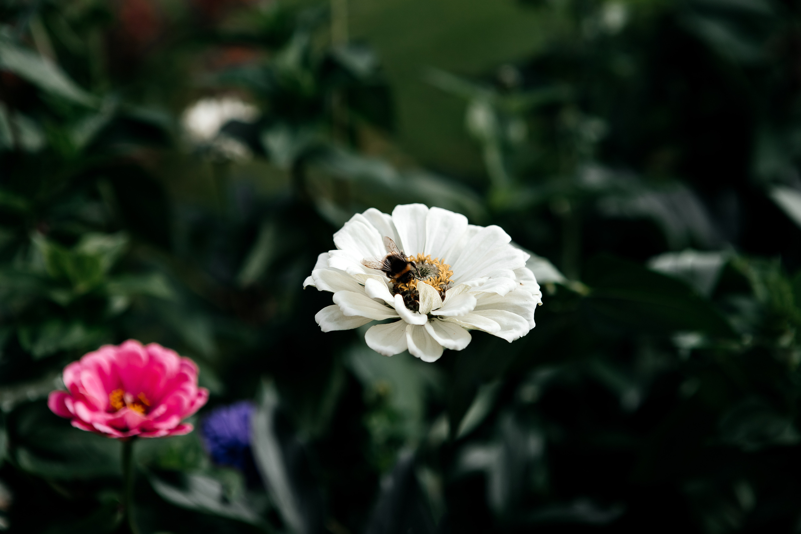 В & С. Семейный и свадебный фотограф в Петербурге Евгения и Николай Шевчук