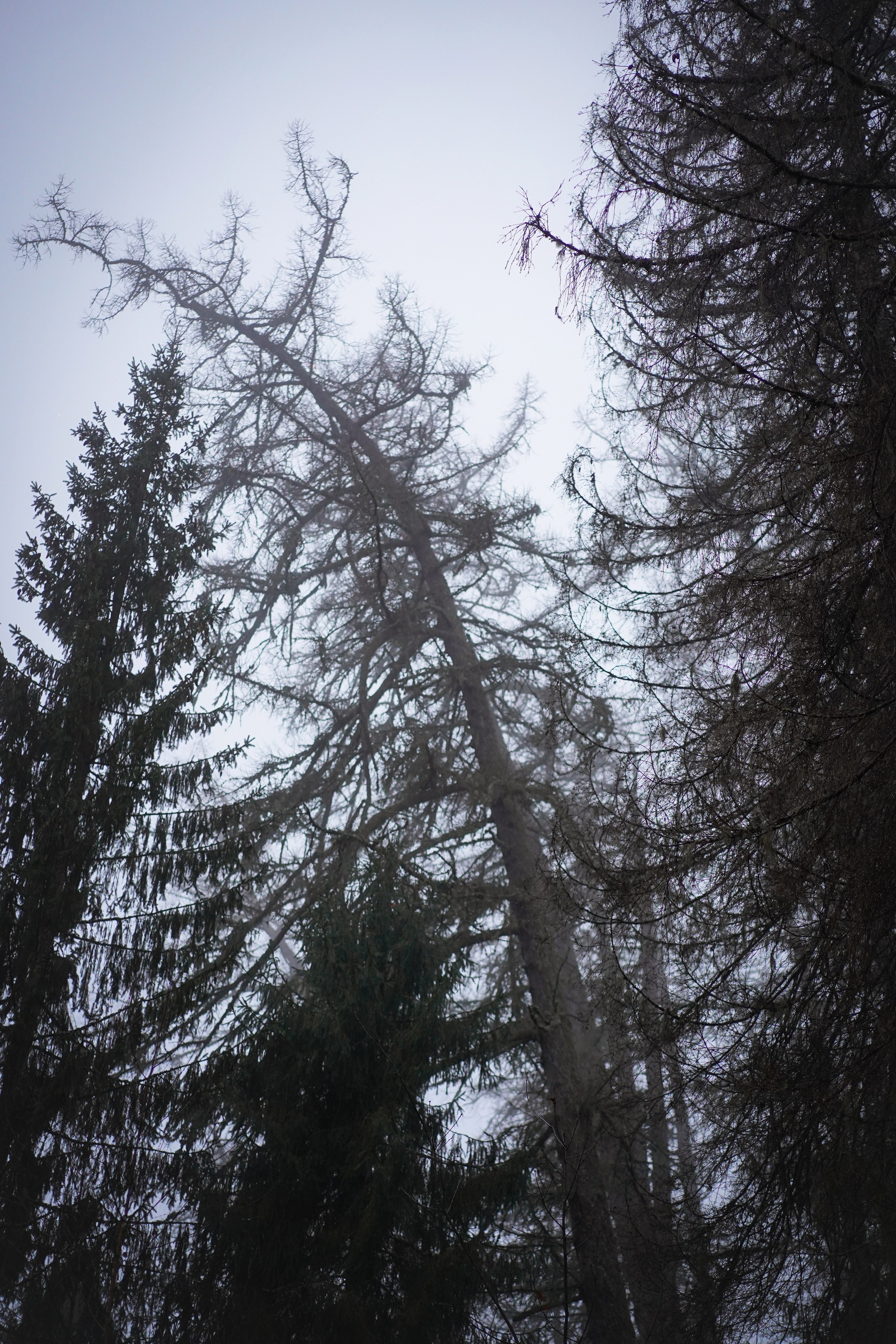 Панда Ноябрь. Фотограф-анималист в Санкт-Петербурге Яна Мартынова