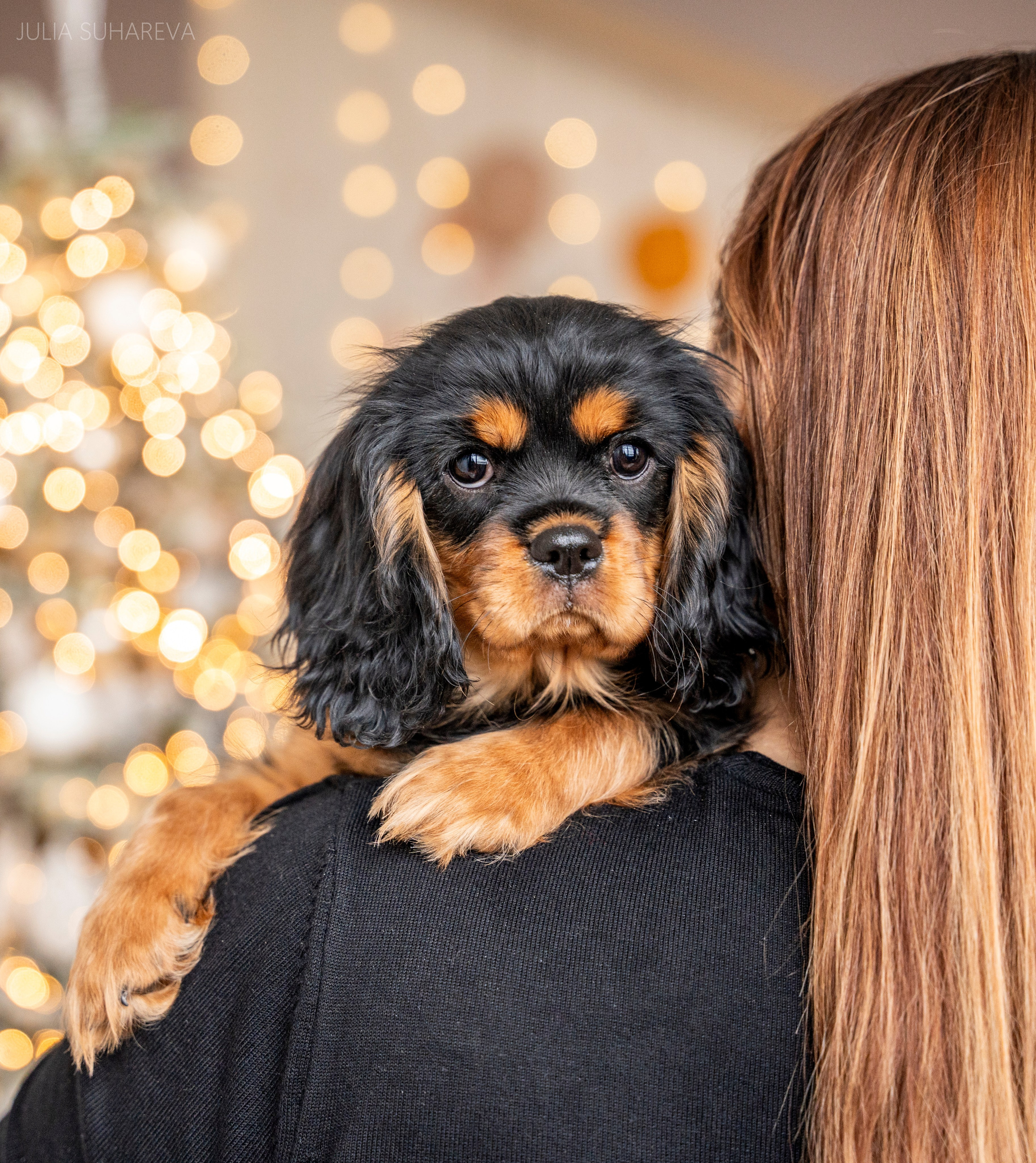 Щенки Кавалер кинг-чарльз-спаниель (Новый год). Главная