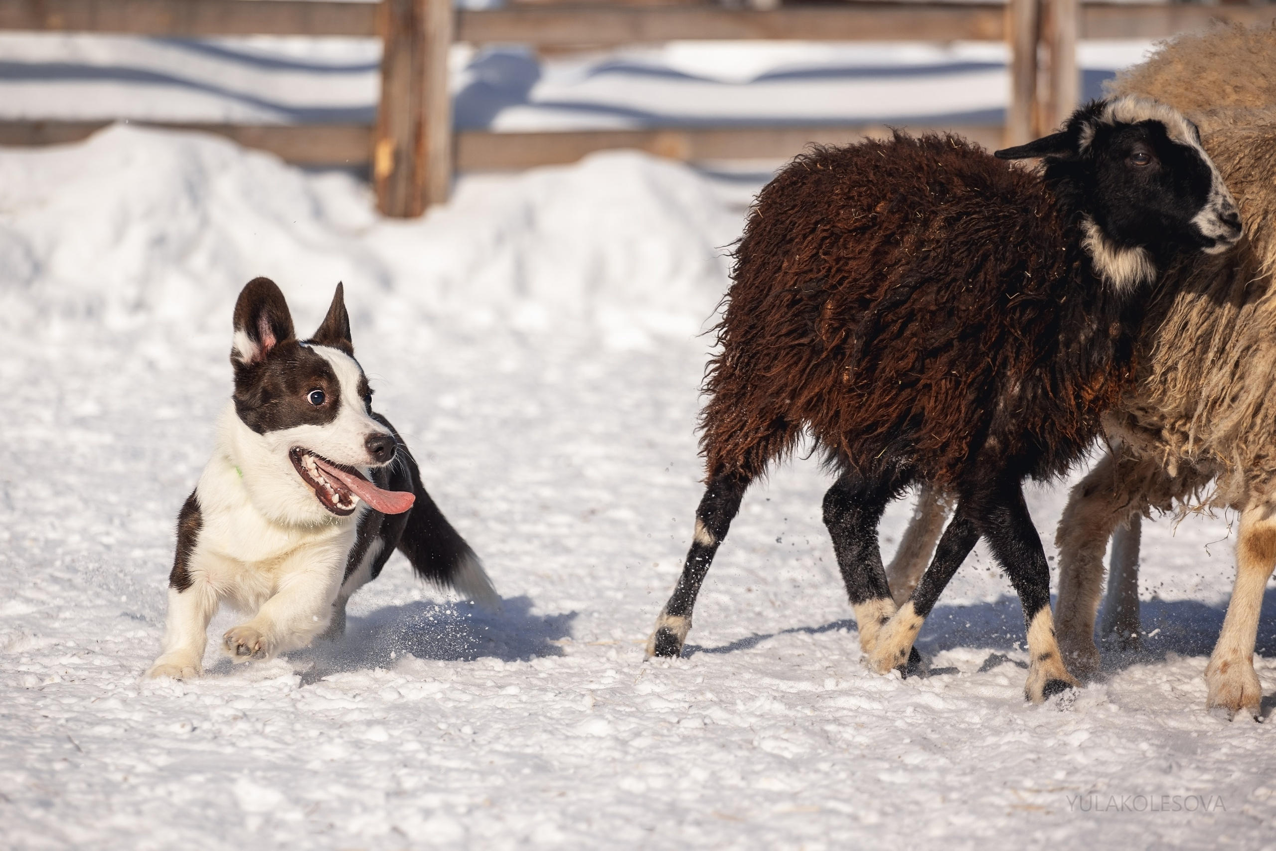 Коргитуса 2.03.2024. YULA KOLESOVA | Фотограф — Анималист | Художник | Тюмень