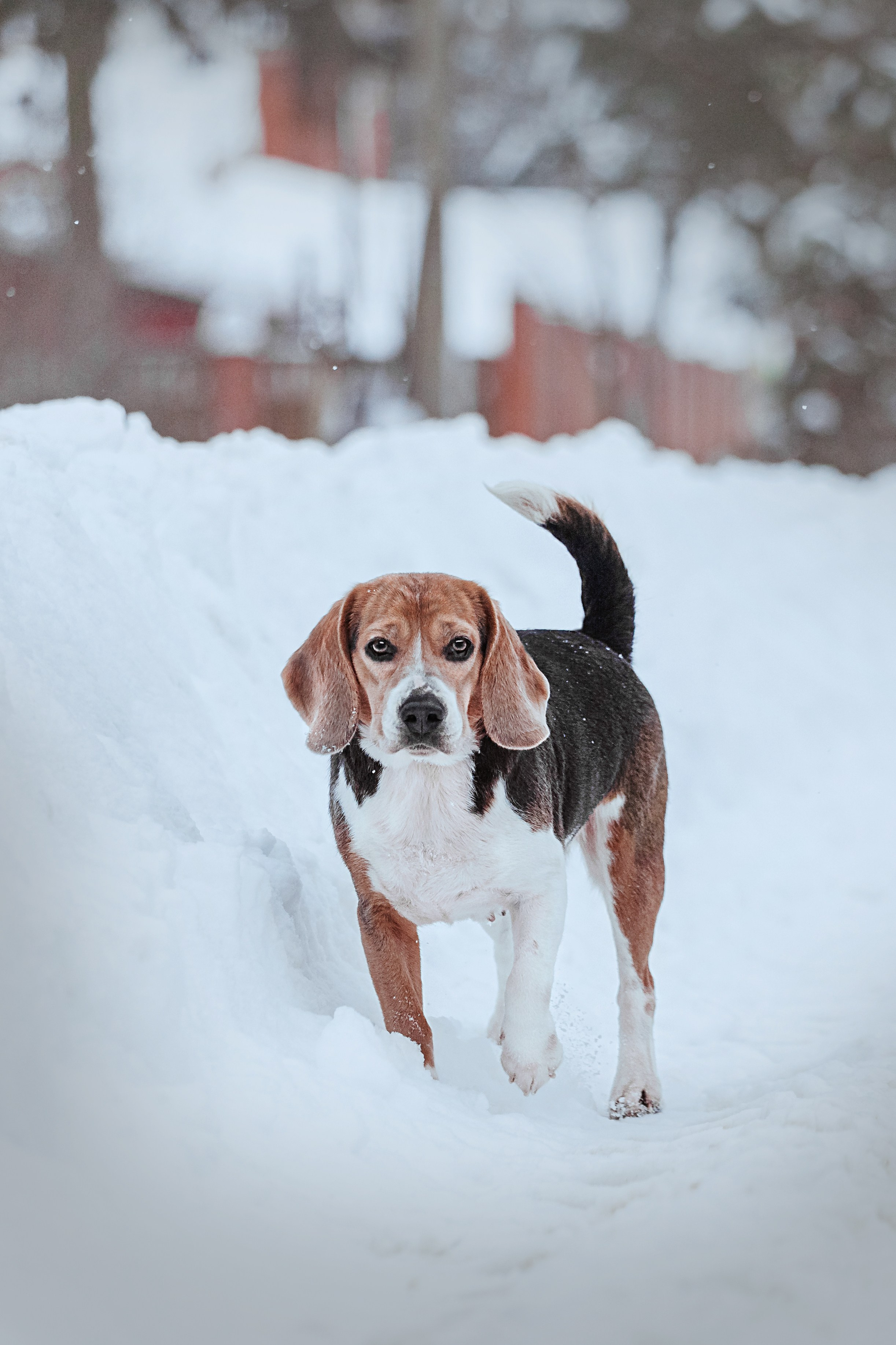 Дом для Биглей 2023. Фотограф-анималист Татьяна Степанова
