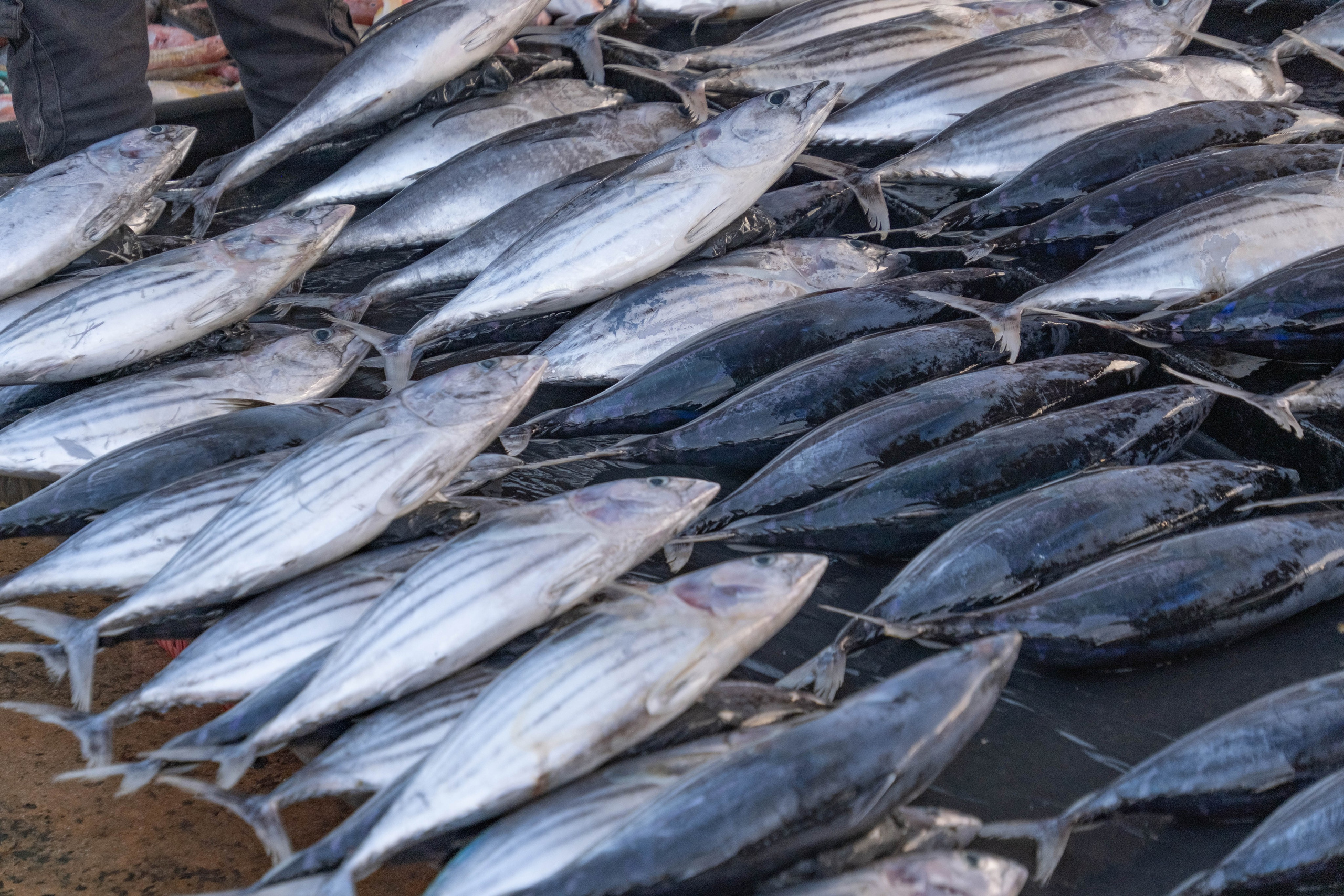 Остров Борнео, город Семпорна. Причал и рынок. Фотографии из путешествий