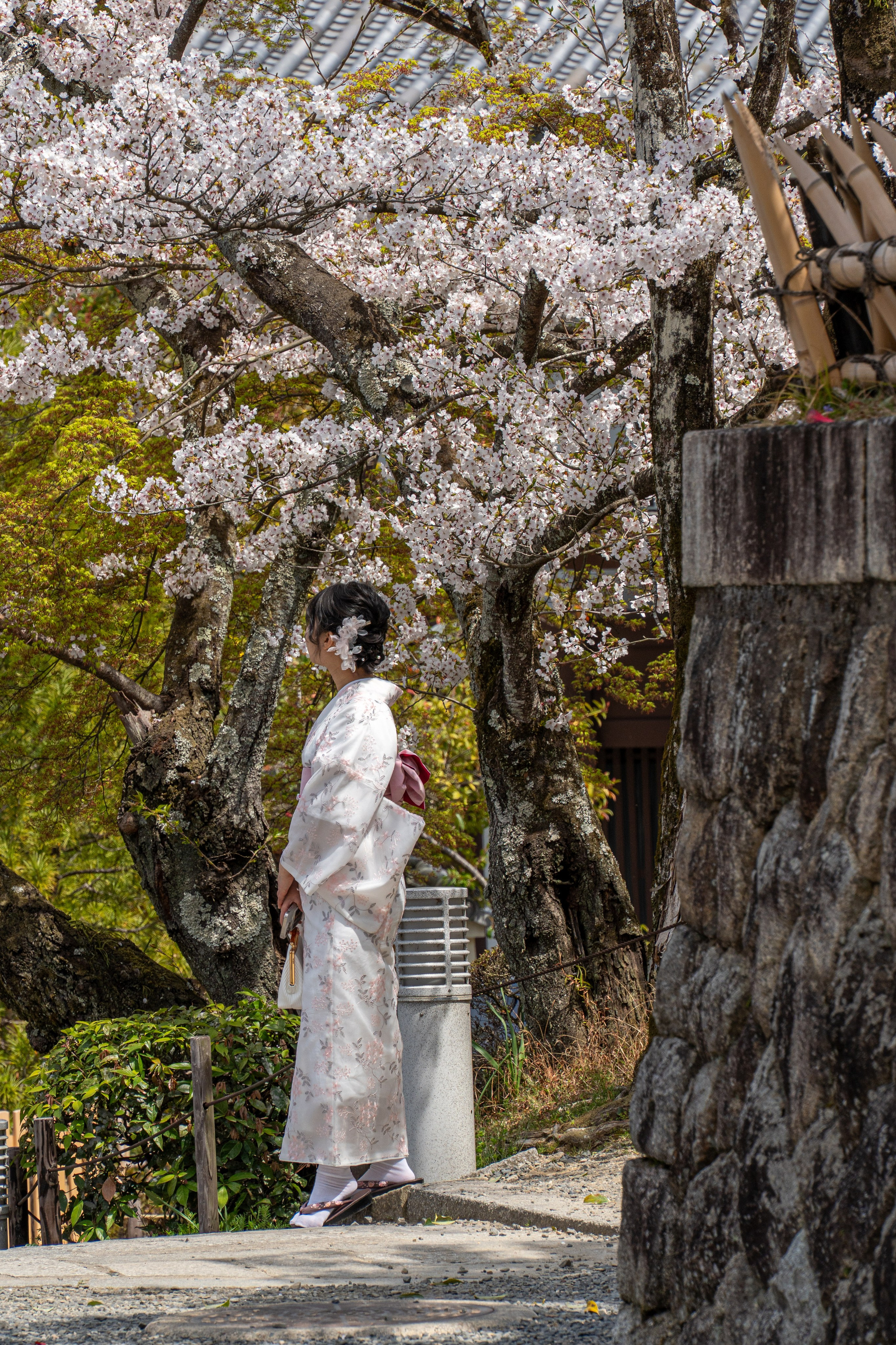 Япония, сакура. Творческие сьемки
