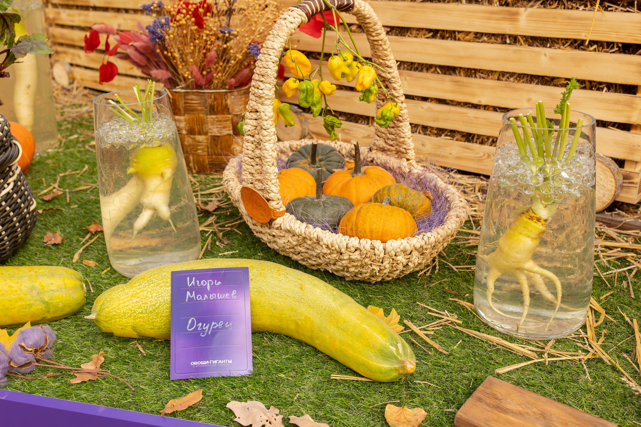 Овощи-гиганты. Александра Куликова фотограф, Москва