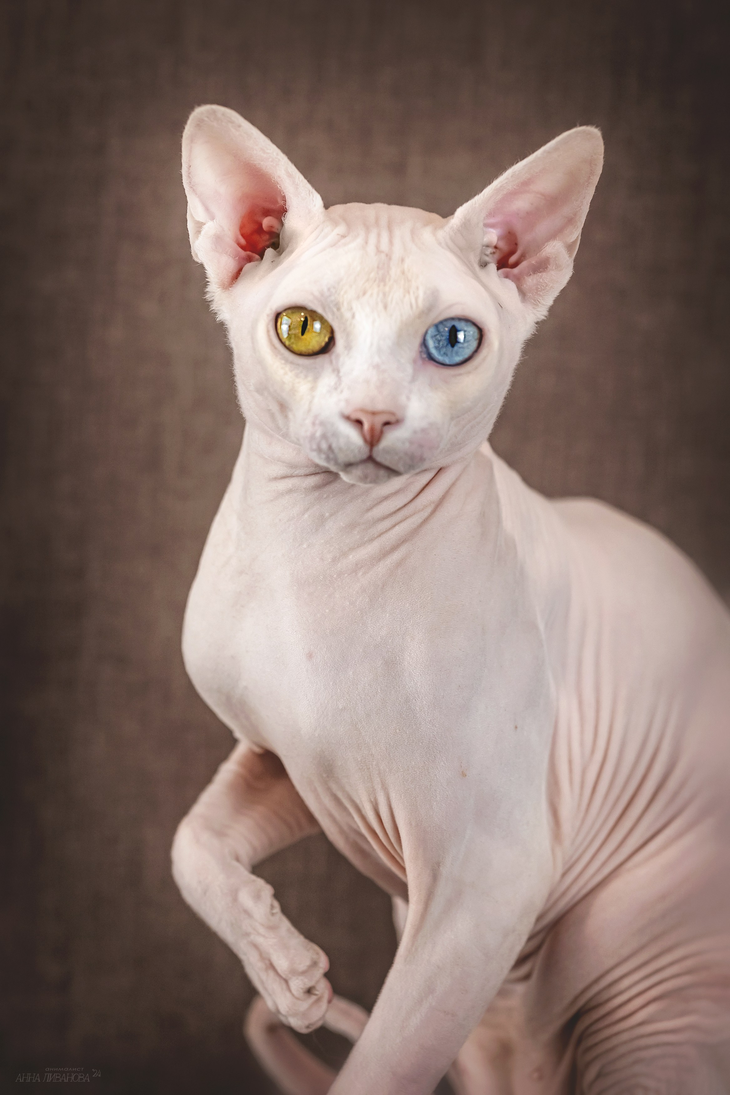 Сфинкс Арчи. Фотограф анималист Аня Ливанова | Рыбинск