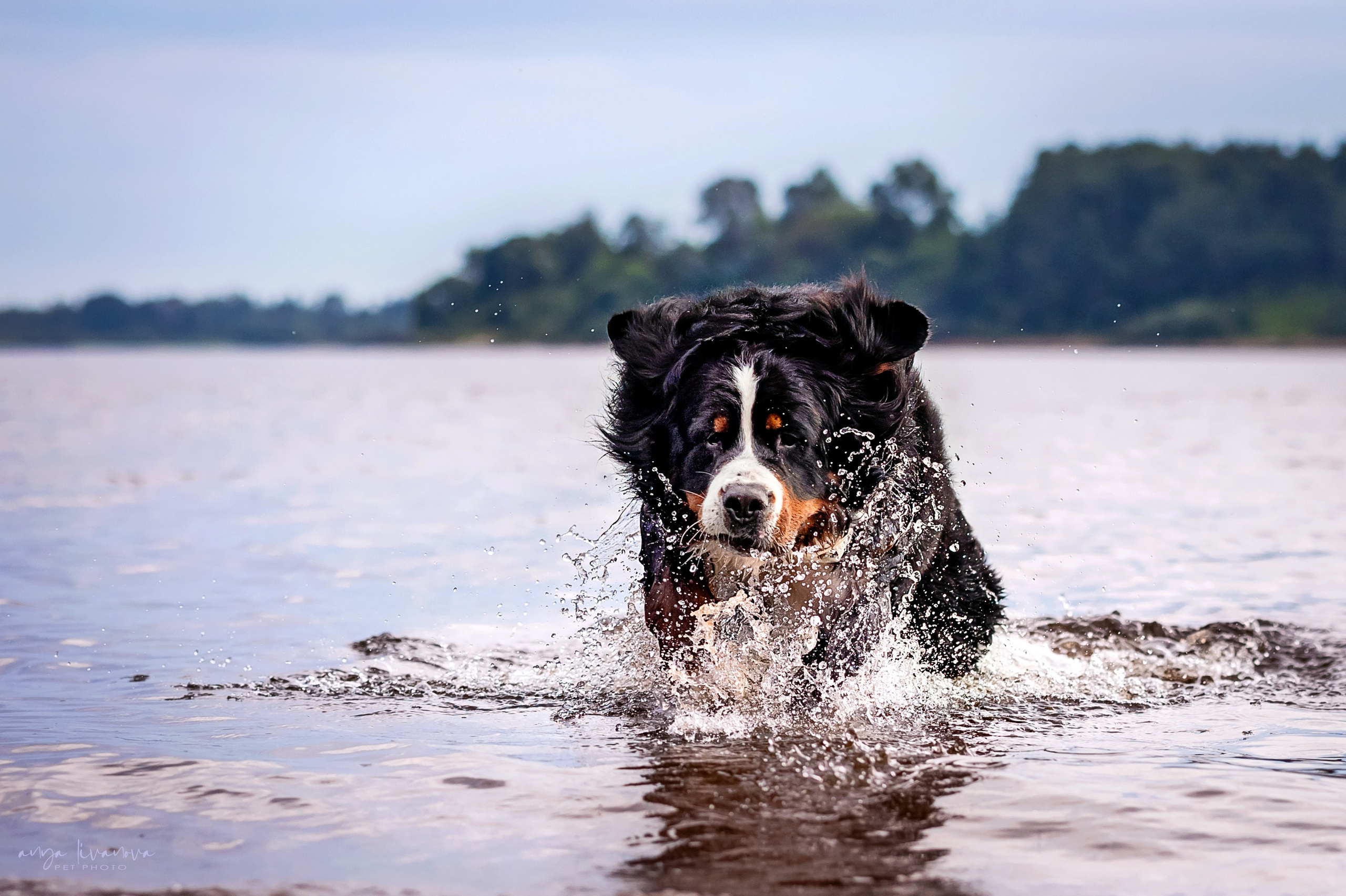 Маша и Буч. Фотограф анималист Аня Ливанова | Рыбинск