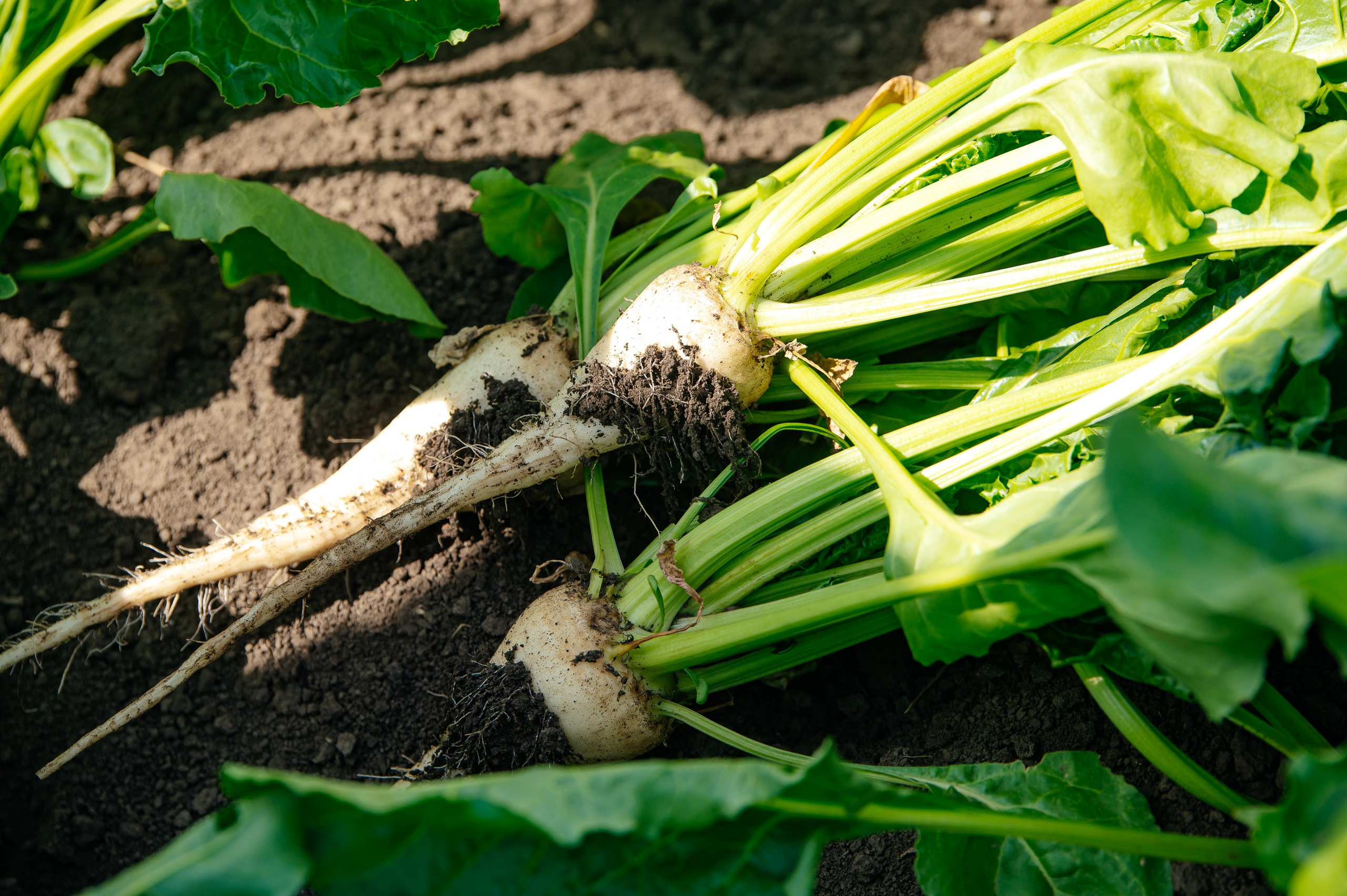 День поля. Главная