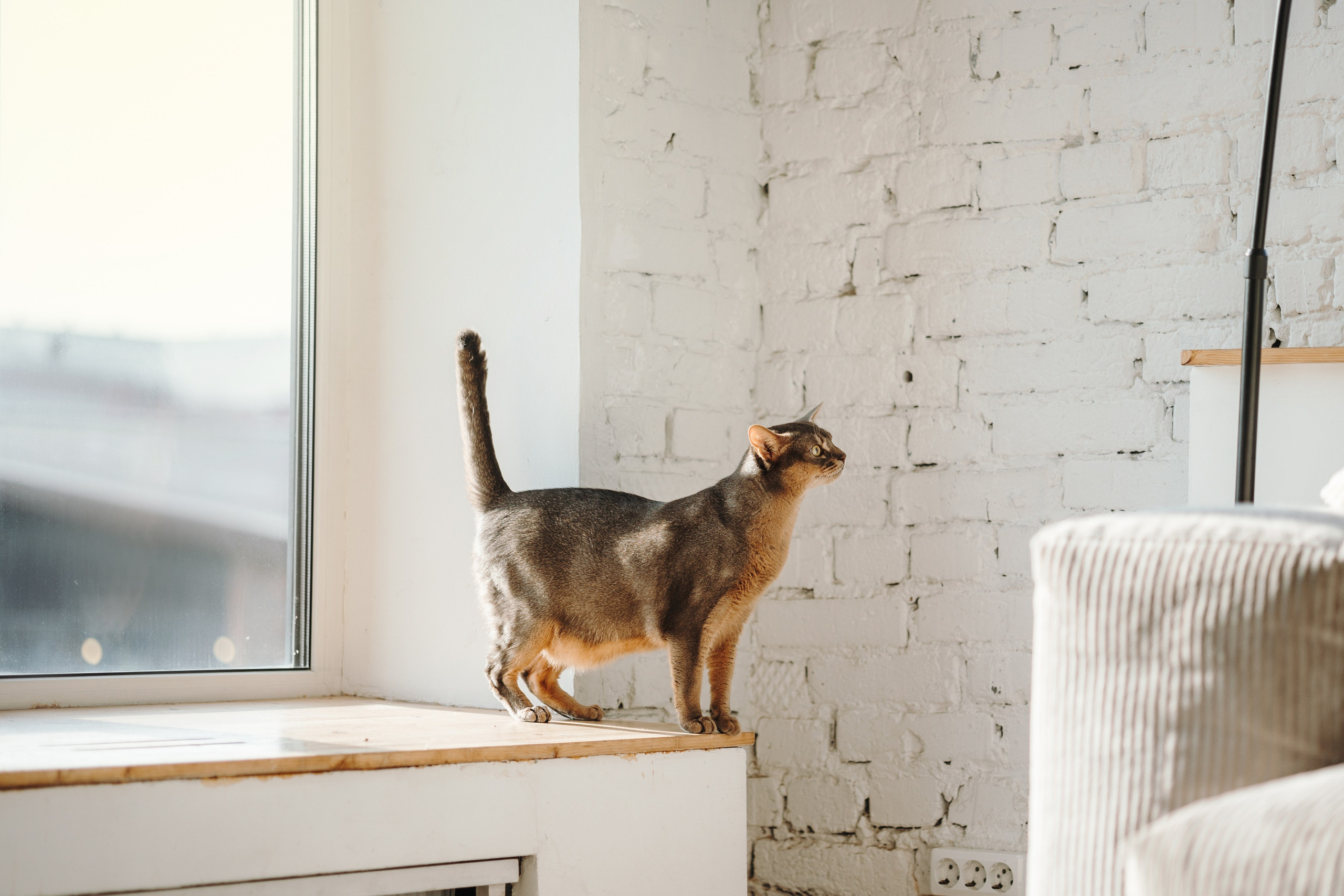 Циско и его семья. Фотограф — Анималист | Санкт-Петербург