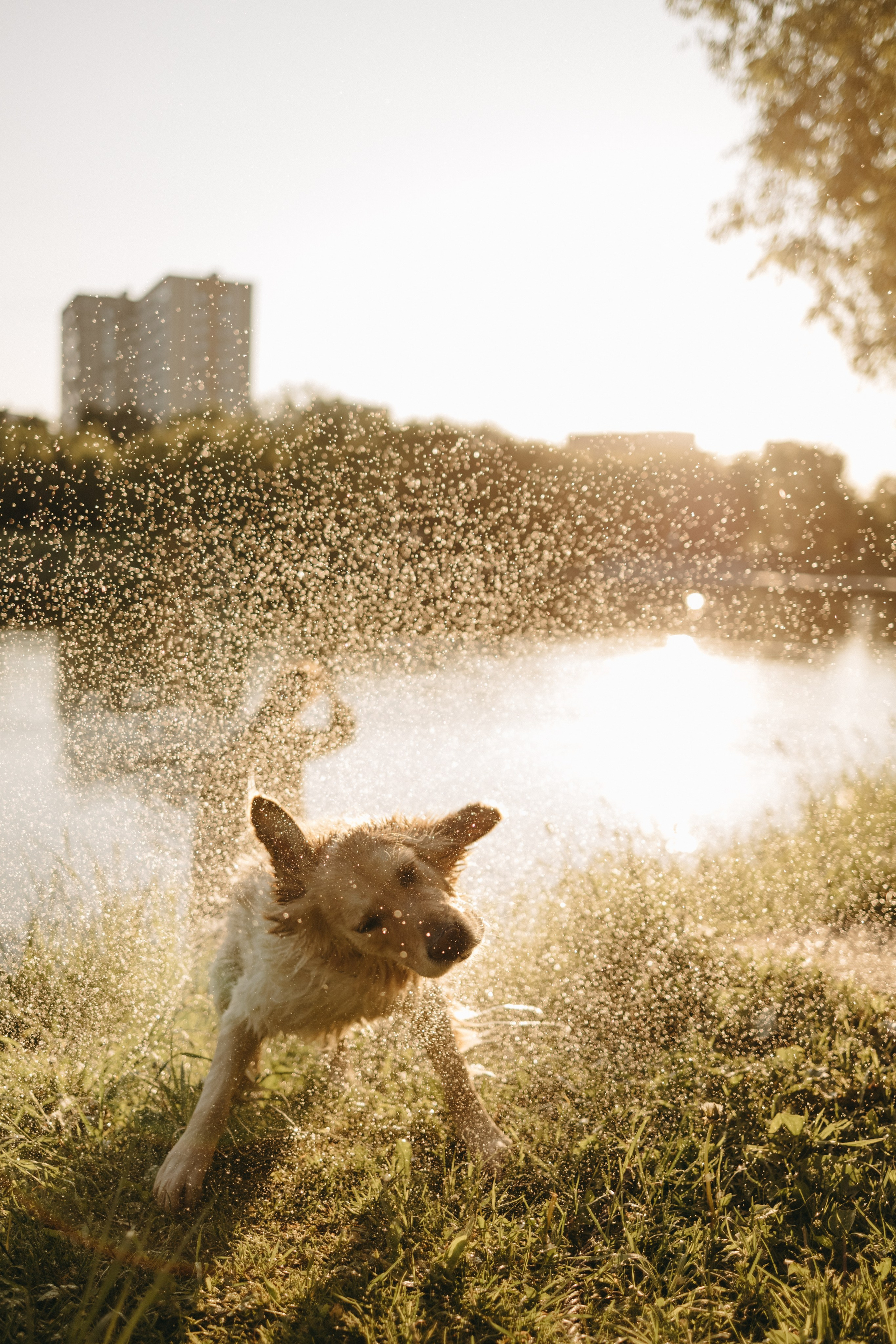 Пенни и ребята. Фотограф — Анималист | Санкт-Петербург