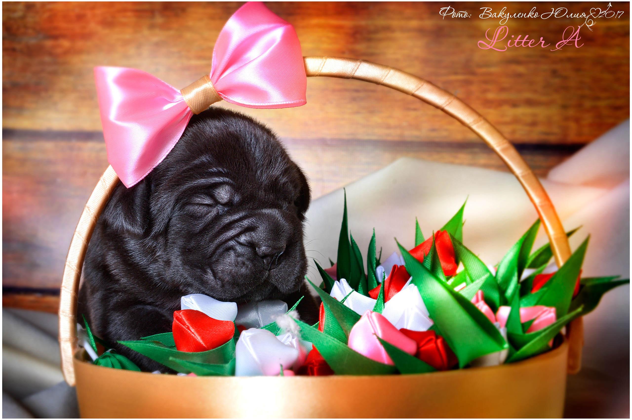 Студийная съемка. Фотограф анималист | семейный Юлия Вакуленко, г. Краснодар