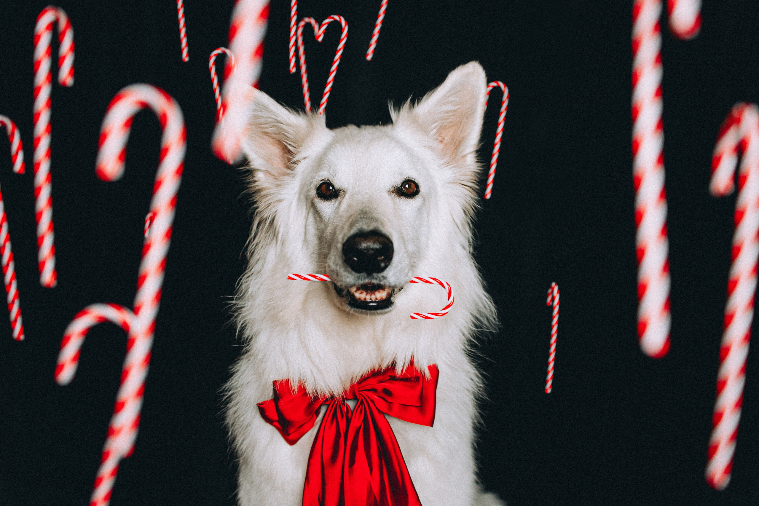 Джек, Бет и Кову