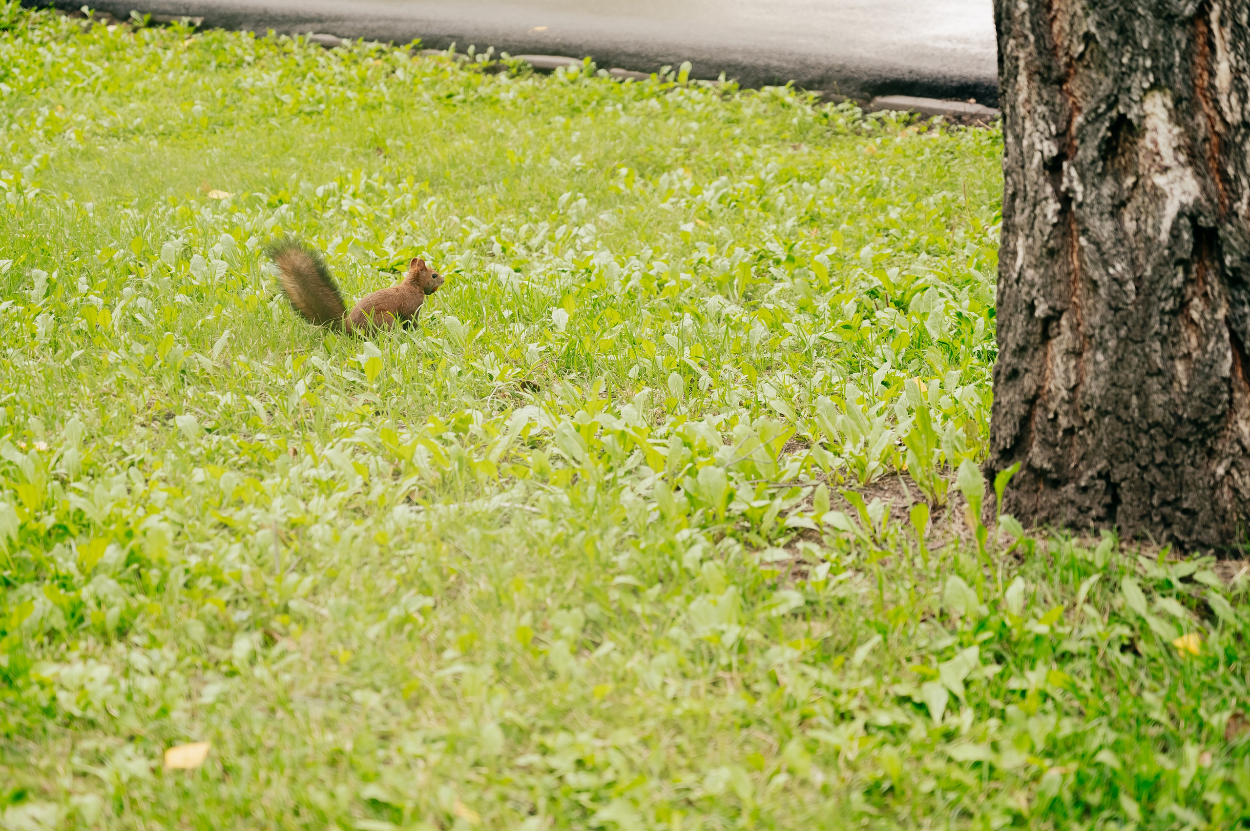 Благотв мероприятие в поддержку Данила 16.08.25. Детский фотограф, семейный фотограф и репортажи в Кемерово
