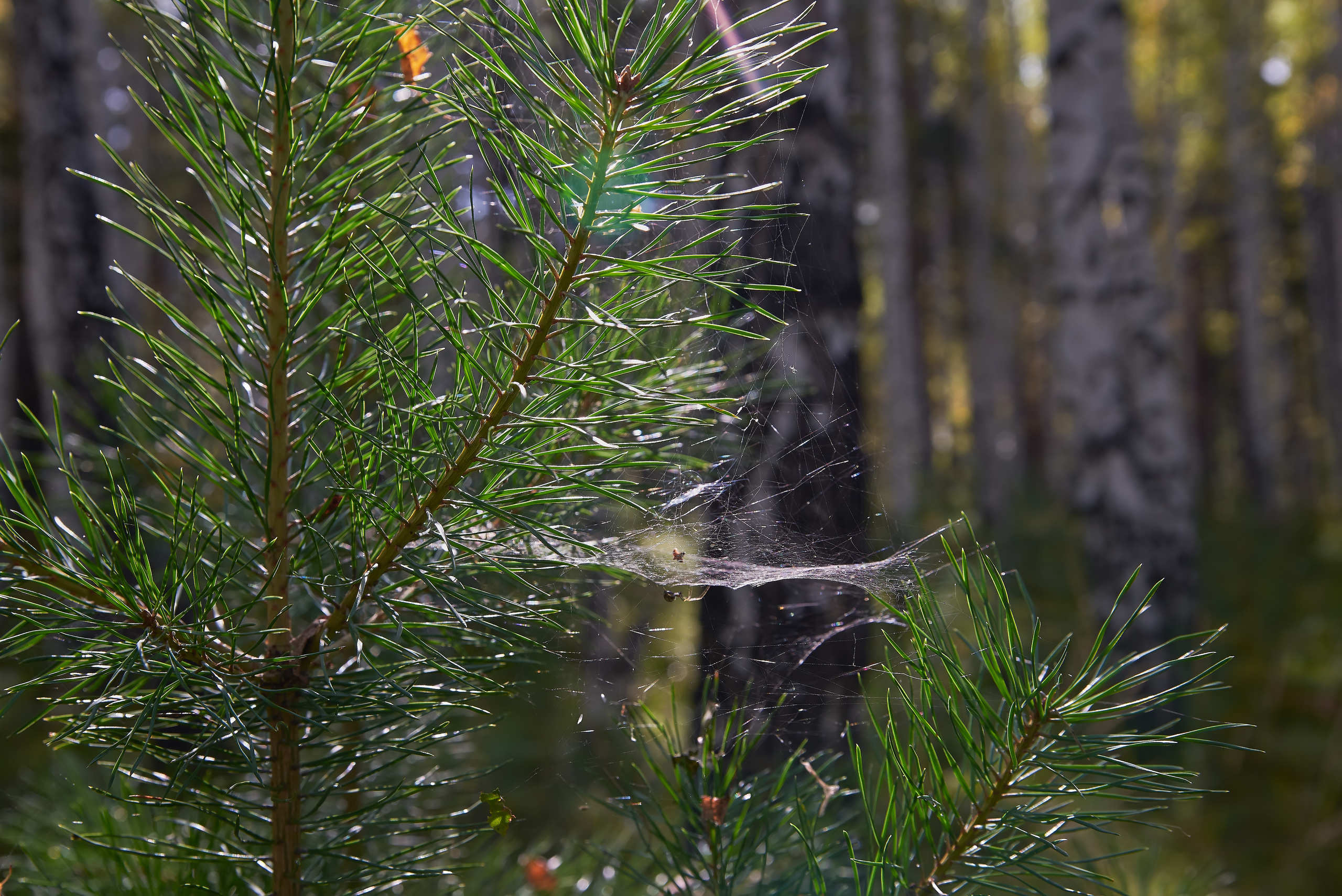 ПРИРОДА. ПЕЙЗАЖИ. Семейный фотограф. Путешествующий фотограф в Екатеринбурге Евгений Вор