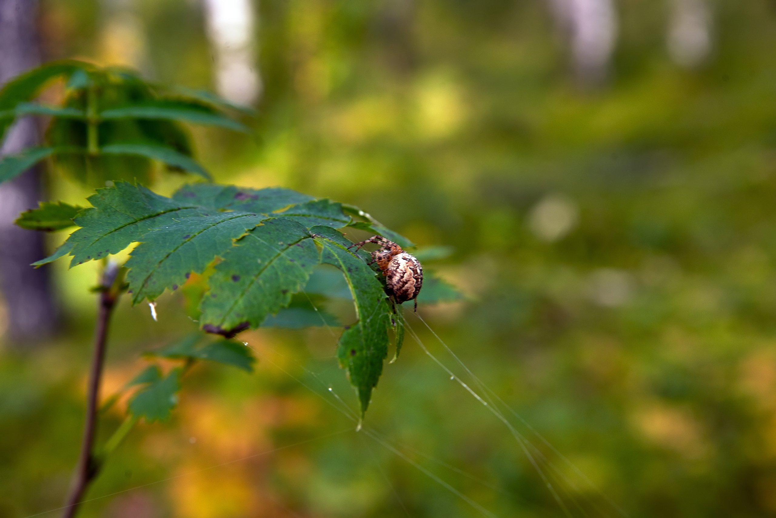 ПРИРОДА. ПЕЙЗАЖИ. Семейный фотограф. Путешествующий фотограф в Екатеринбурге Евгений Вор