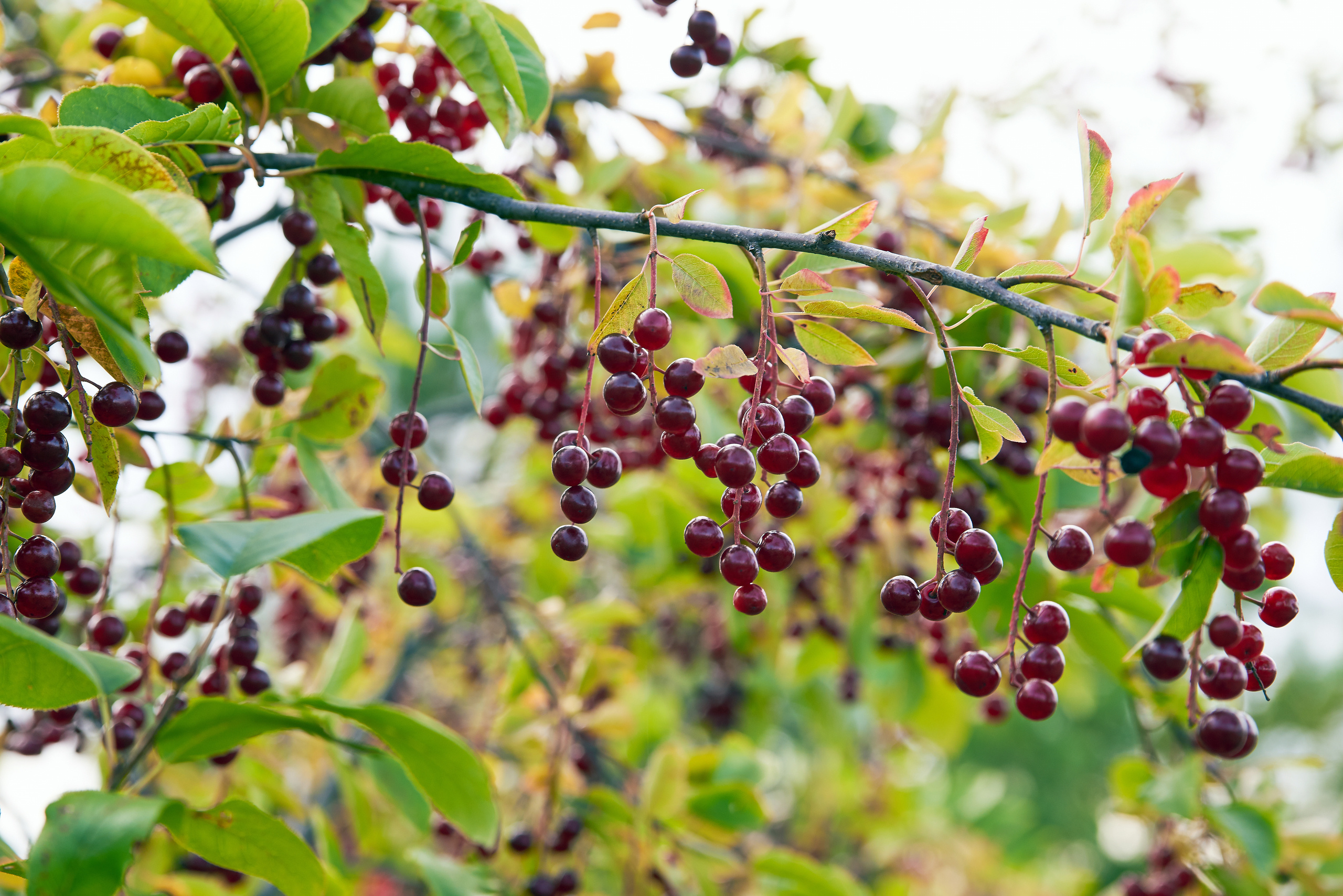 ПРИРОДА. ПЕЙЗАЖИ. Семейный фотограф. Путешествующий фотограф в Екатеринбурге Евгений Вор