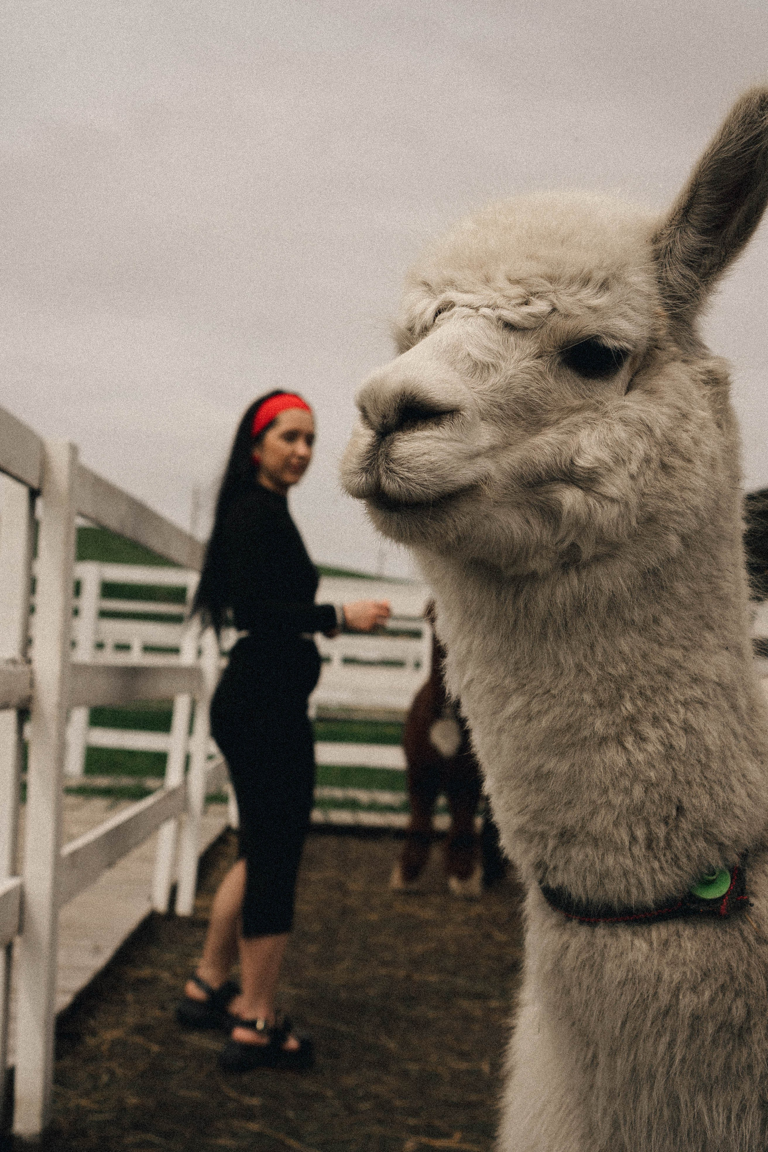 Ферма Альпак. Профессиональный фотограф, Санкт-Петербург — Виктория Богомолова