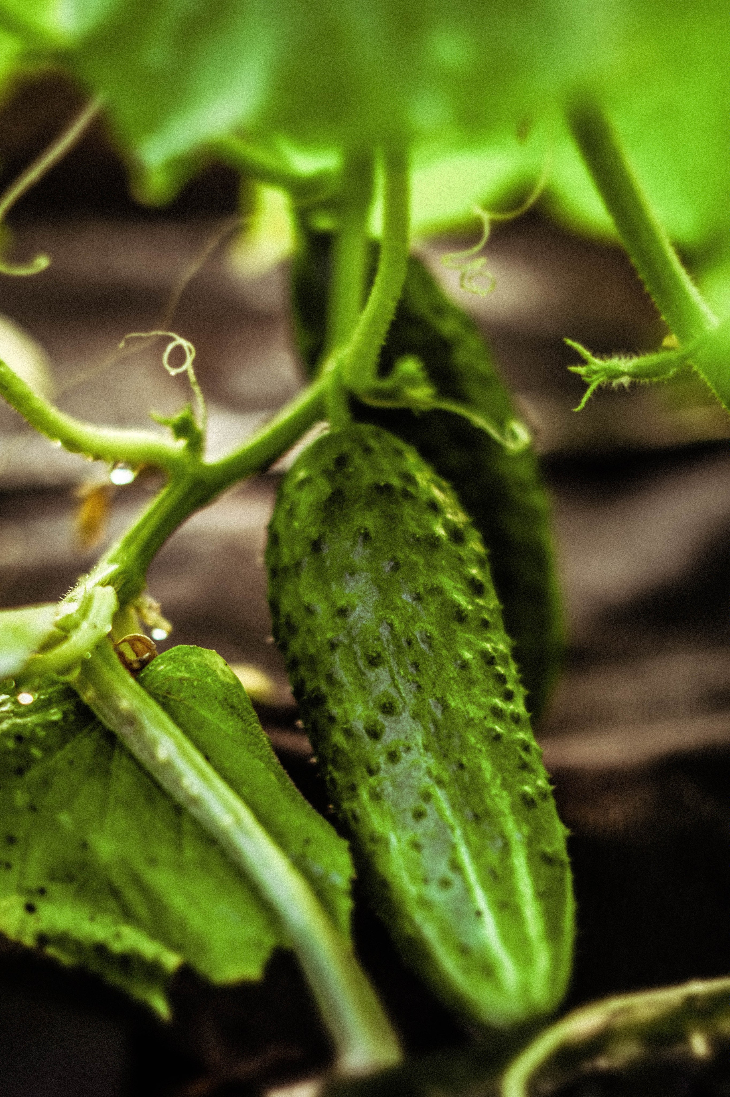 Курс «Психология на грядке». АRТ&PSY | Искусство психологии