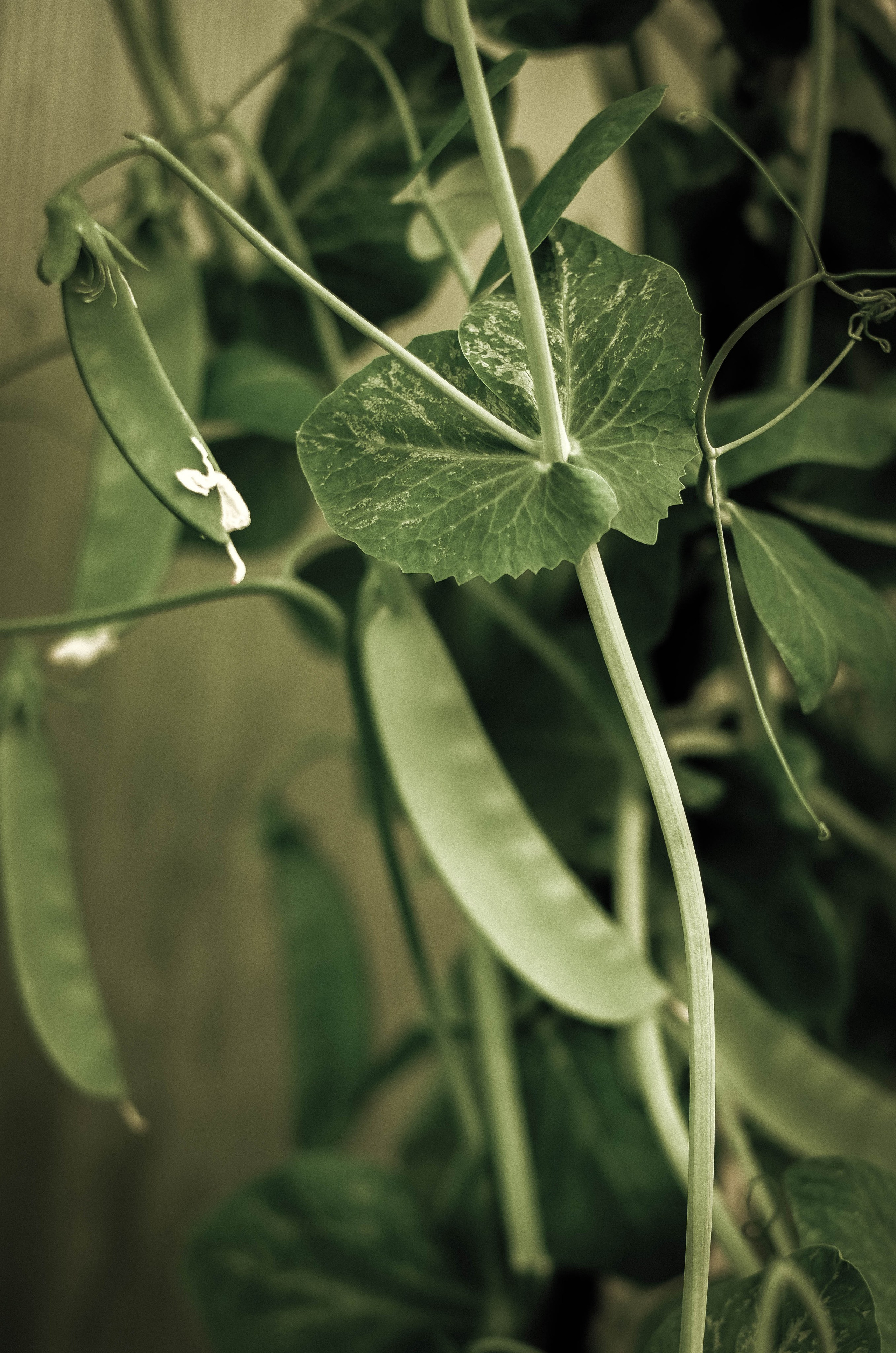 Курс «Психология на грядке». АRТ&PSY | Искусство психологии