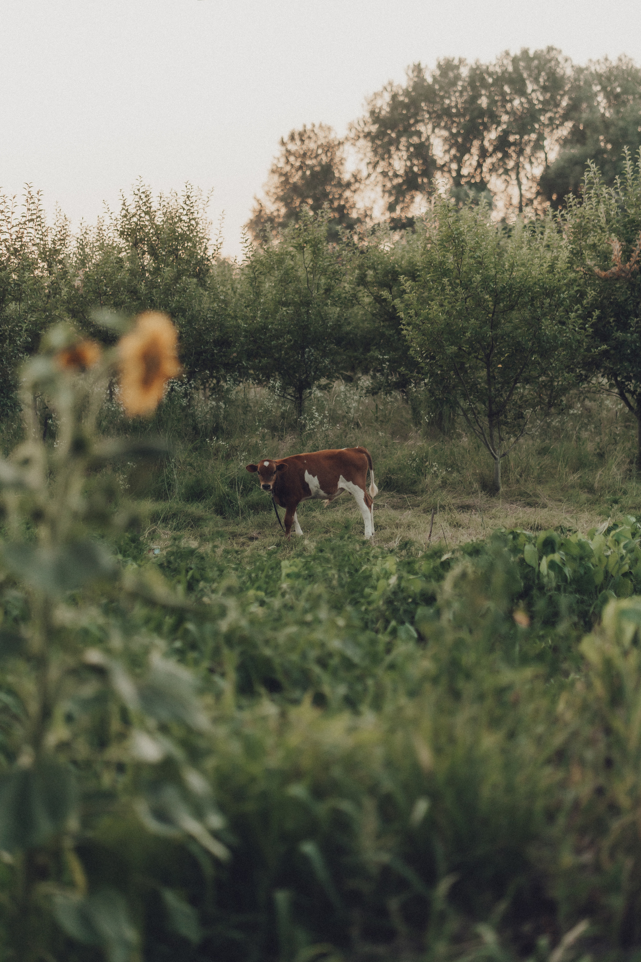 Фотограф в Горячем Ключе фотограф Горячий Ключ фотограф Краснодар прогулочная фотосессия Горячий Ключ семейная фотосессия Горячий Ключ индивидуальная фотосессия Горячий Ключ фотосессия на природе Горячий Ключ живые фото без постановки Горячий Ключ фотограф в Краснодаре на природе фотосессия в горах Горячий Ключ фотосъемка для туристов Горячий Ключ фотограф в Лазаревском фотосессия на море Краснодарский край семейная фотосессия на море Лазаревское фотограф для детей Краснодар прогулочная фотосъемка без позирования фотограф для беременных Горячий Ключ фотосессия в лесу Краснодарский край лучшие локации для фотосессии Горячий Ключ фотосъемка эмоций без постановки атмосферная фотосессия на природе Краснодар