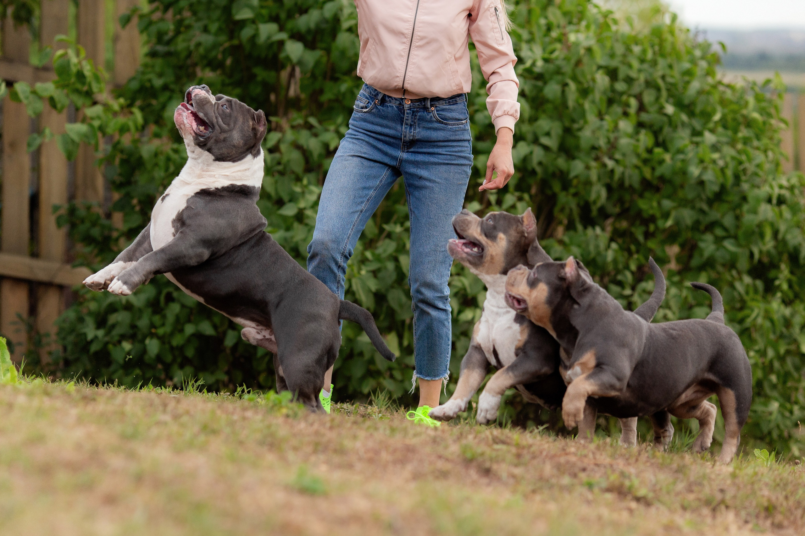 Наталья и булли. Фотограф Анималист в Перми Анастасия Остерман
