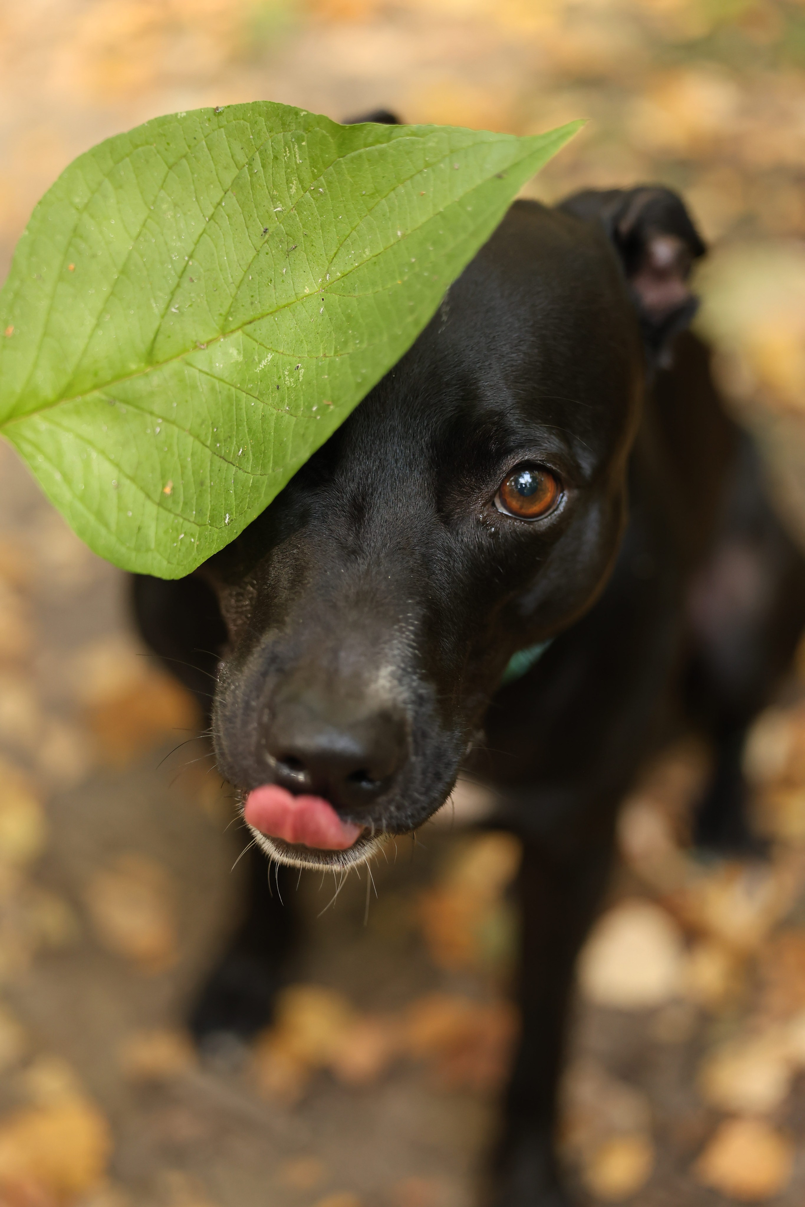 Алена и Бора. Виктория Михайловская. Фотограф-анималист. Москва