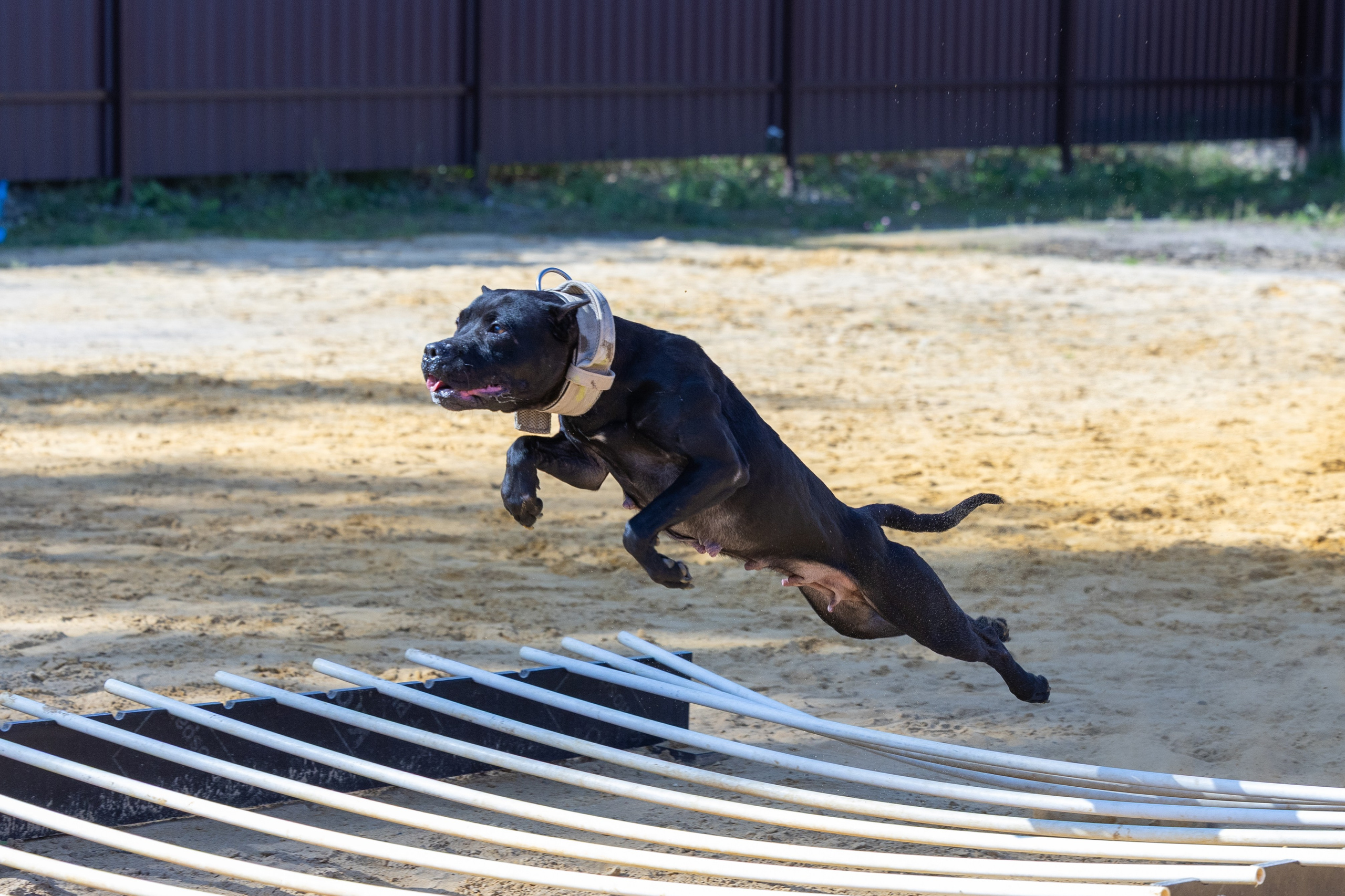 Jump'n'Gym. Виктория Михайловская. Фотограф-анималист. Москва