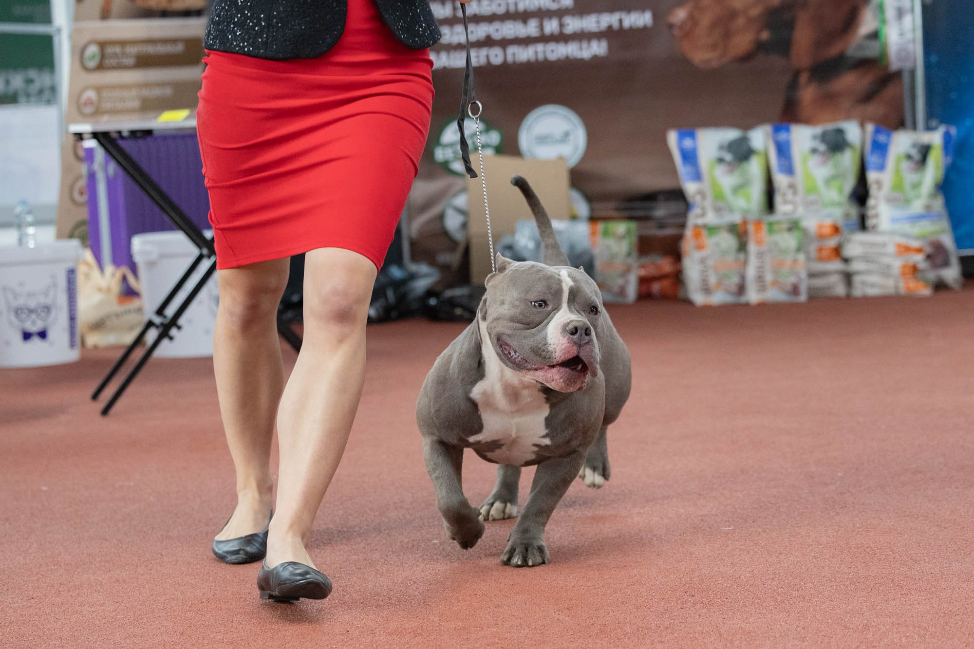 IDBC. Виктория Михайловская. Фотограф-анималист. Москва