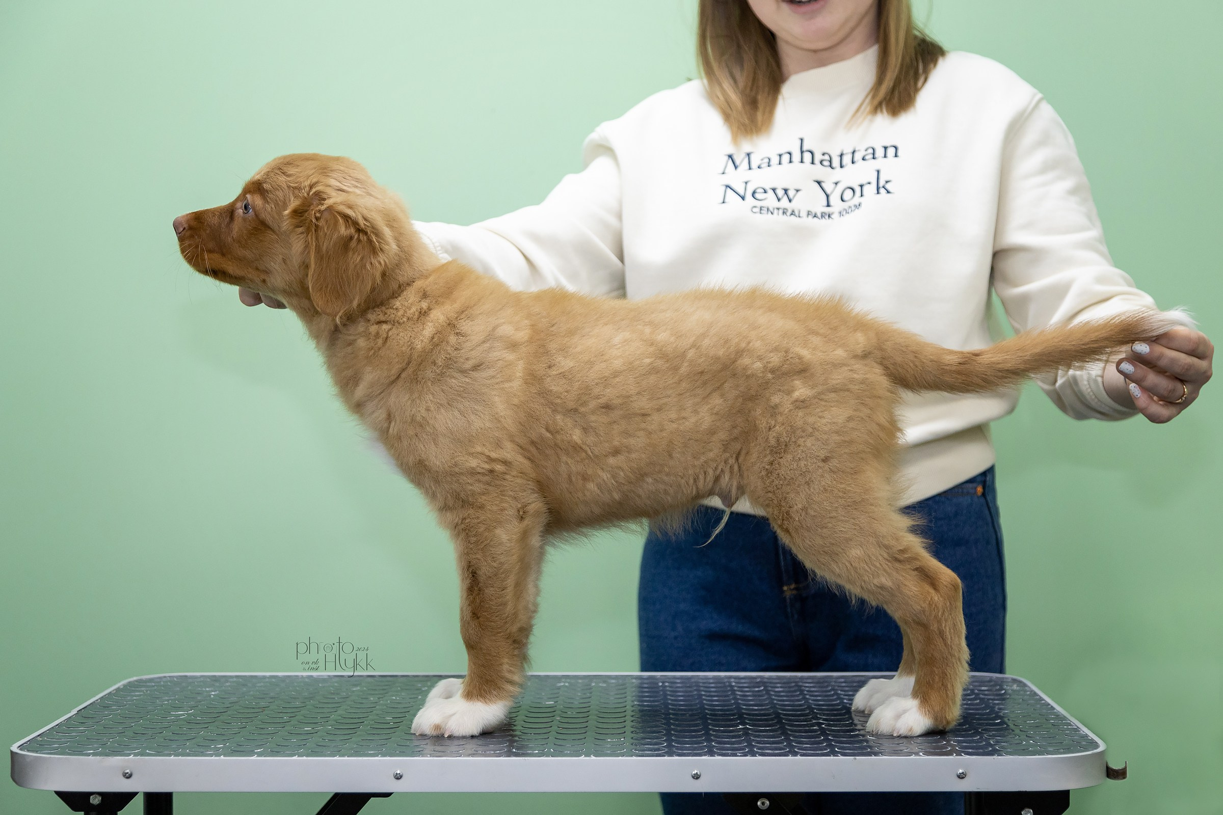 Щенки Толлера. Htykk_photo