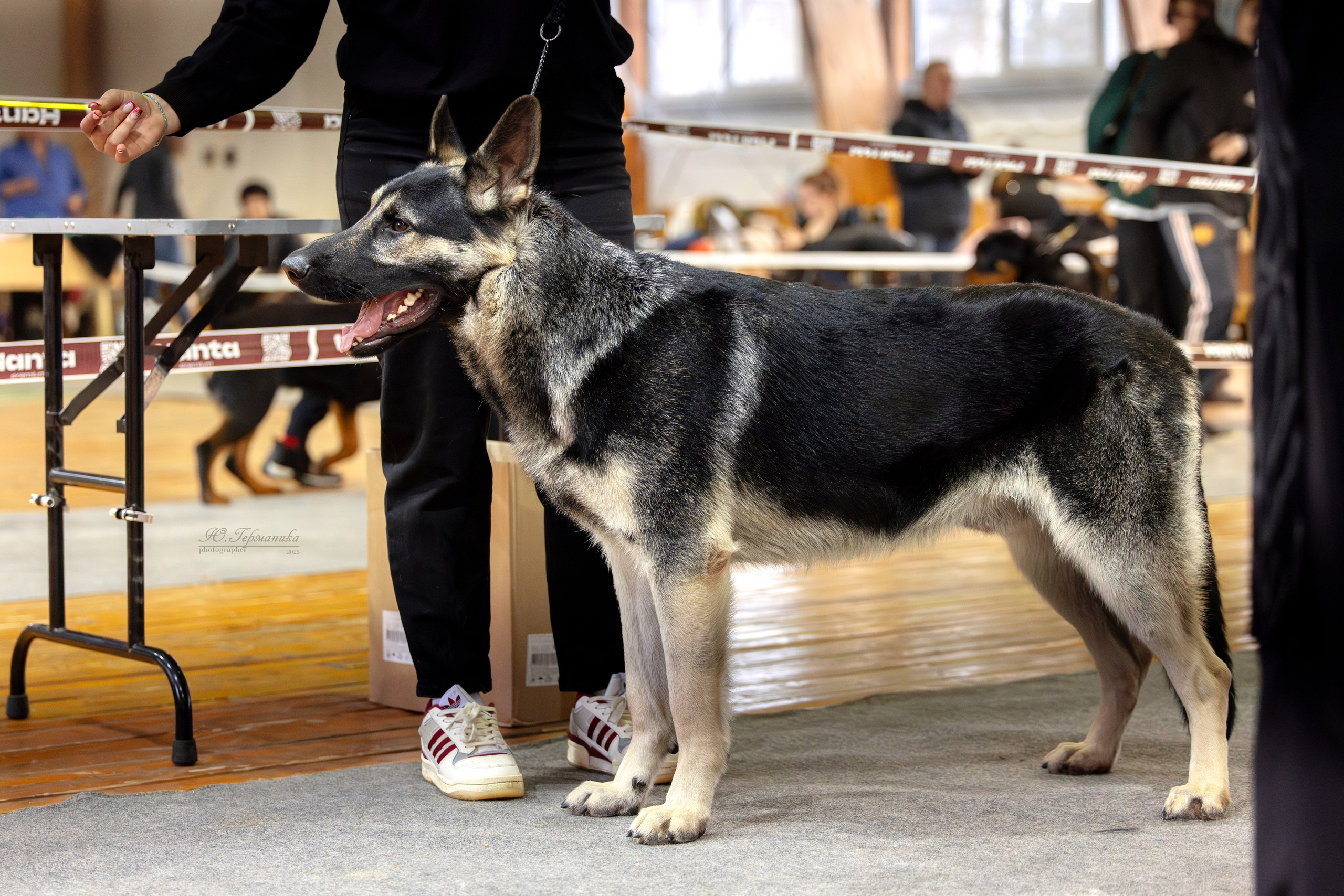 Тверь 21.12.2025. Фотограф-анималист Юлия Германика