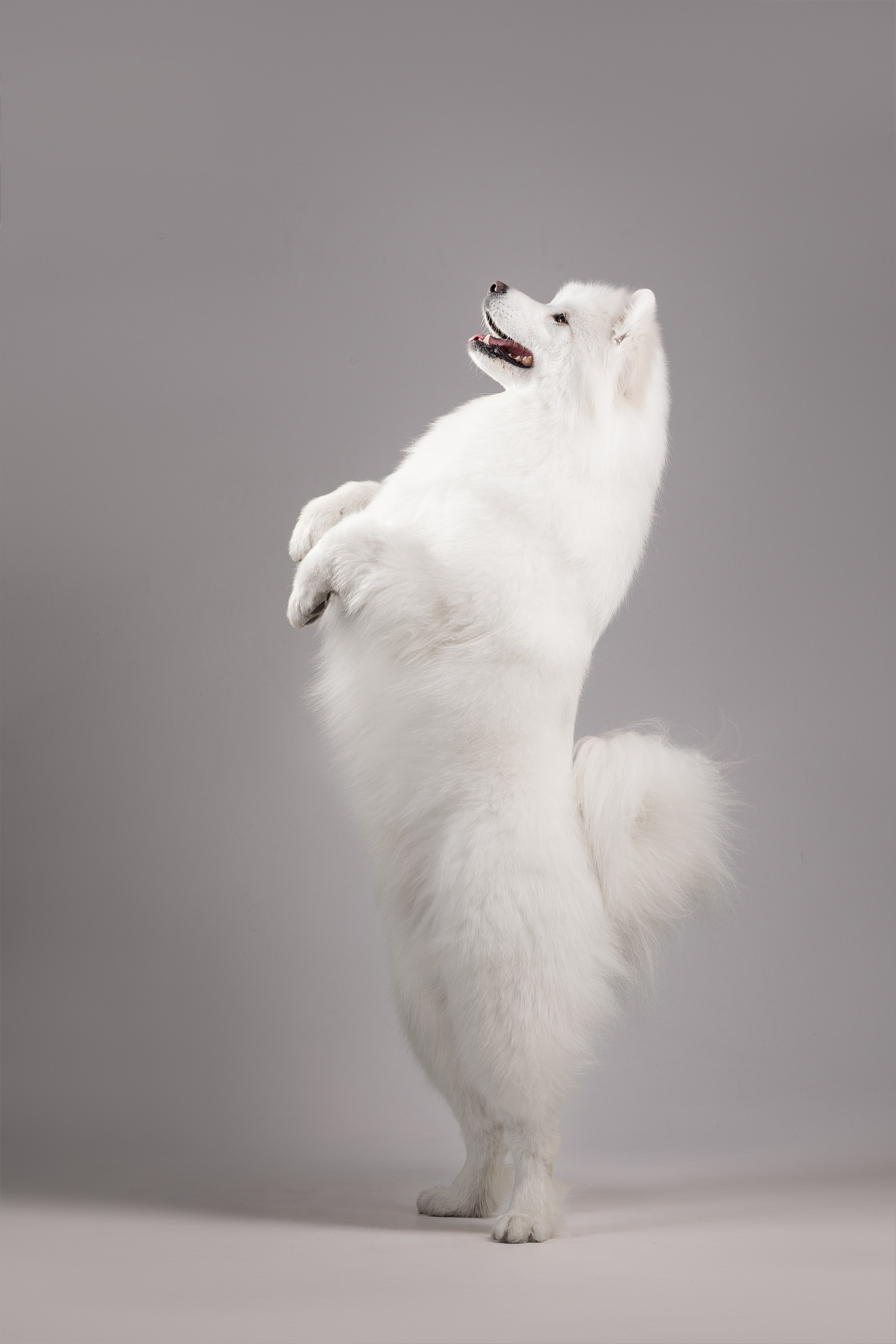 Самоеды в студии. Фотограф анималист в Москве Майорова Евгения