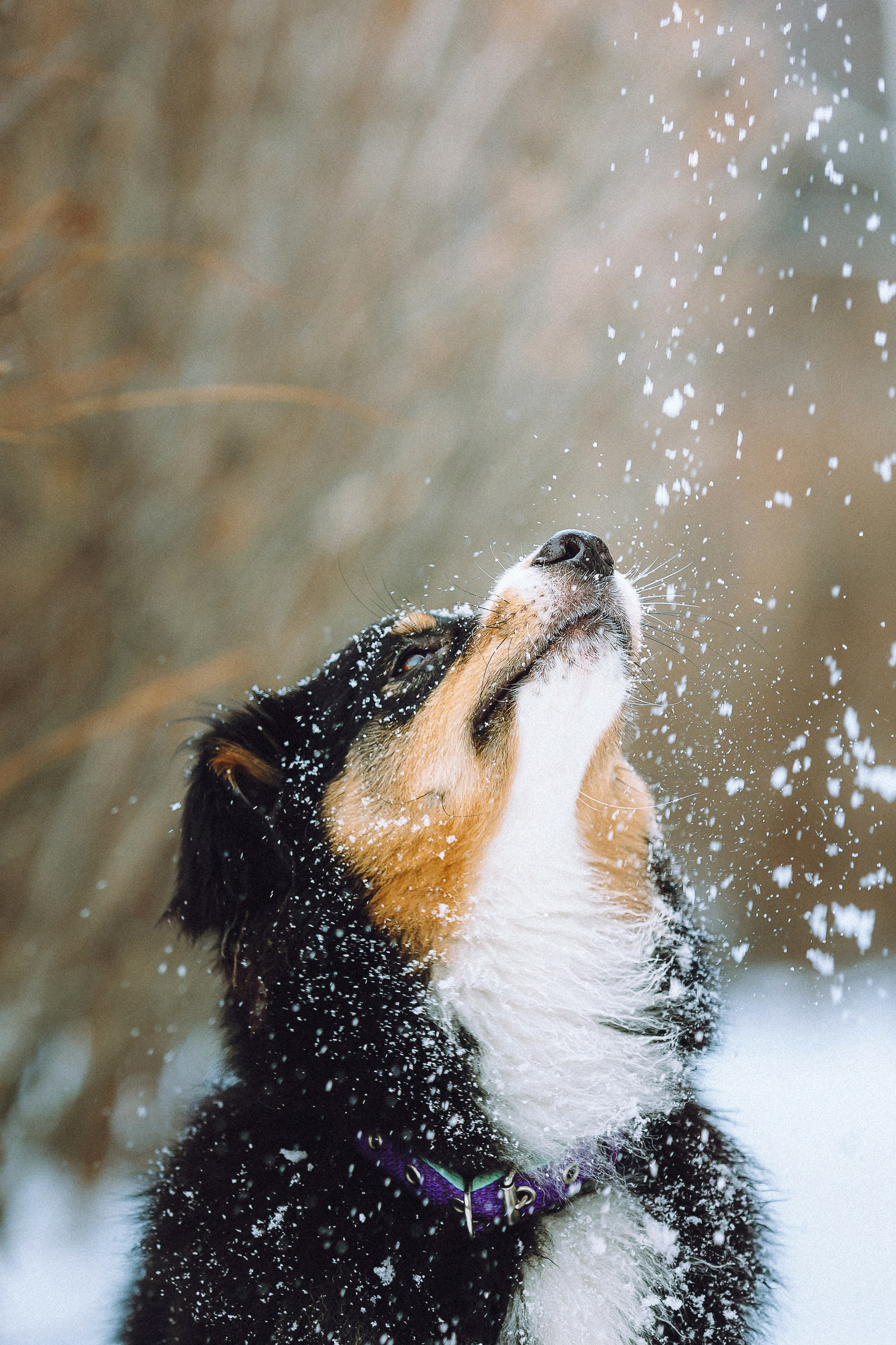 Таня, Ваня и Гром
