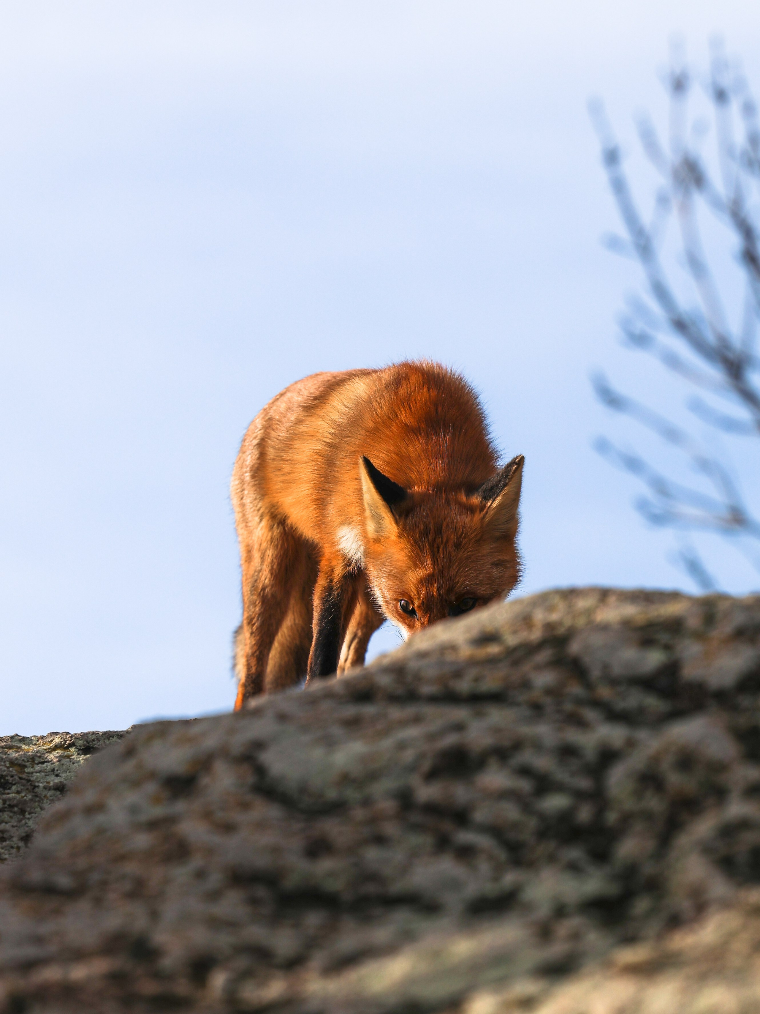Фотограф Мария Алексеева. Мария Алексеева. Фотограф в Москве