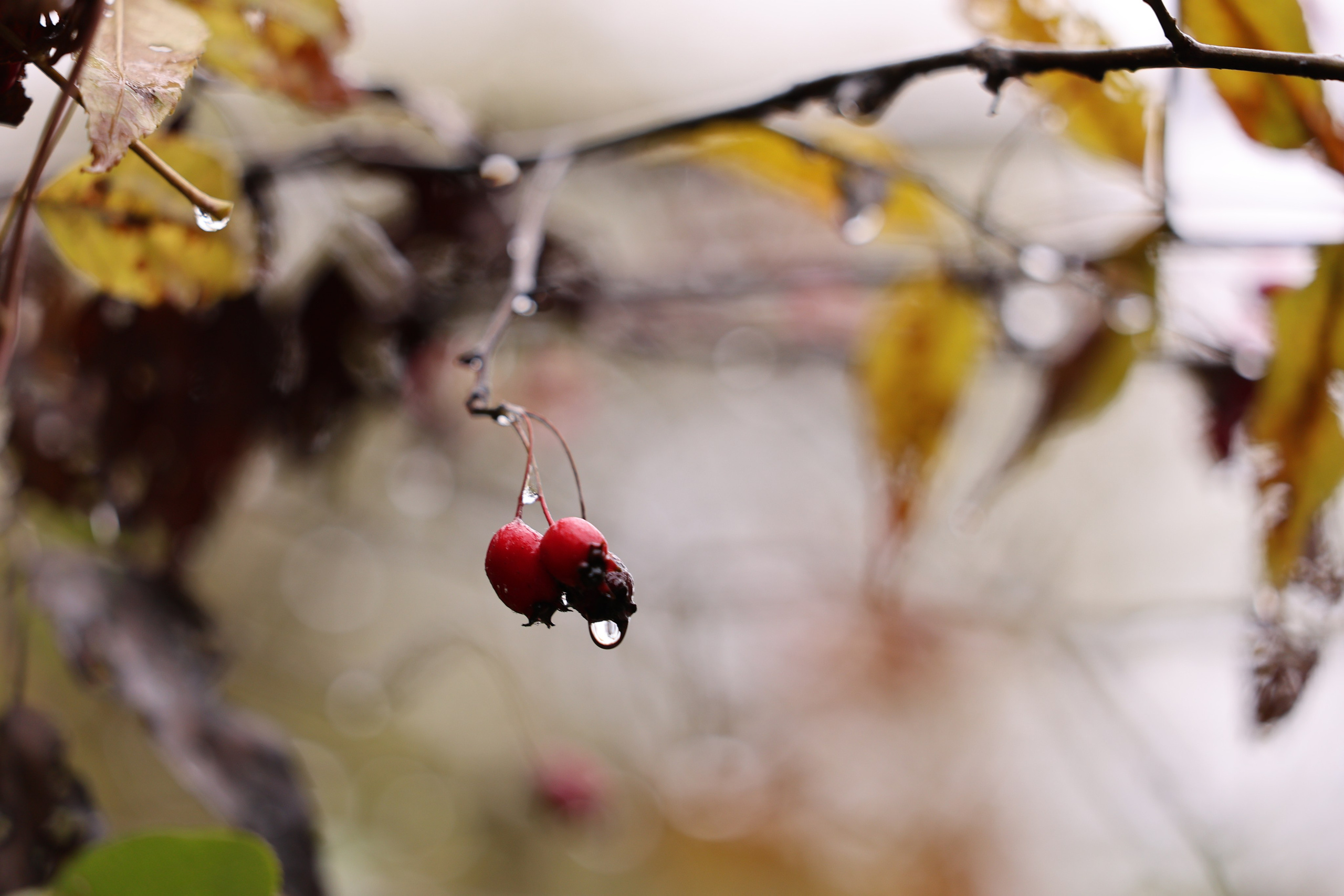 Фотограф Мария Алексеева. Мария Алексеева. Фотограф в Москве
