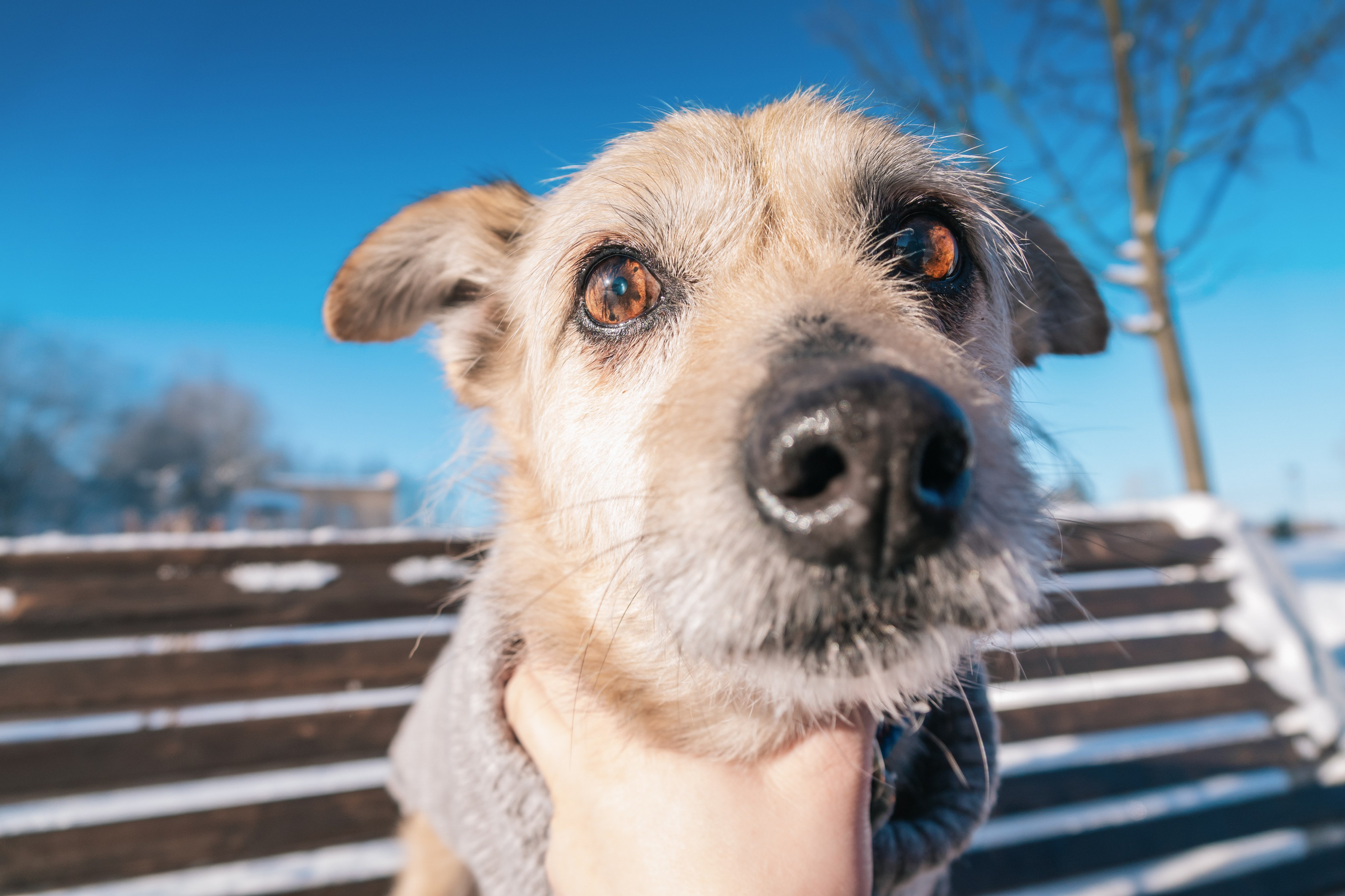 Ёжик. Фотограф-анималист в Москве Юлия Лайхо