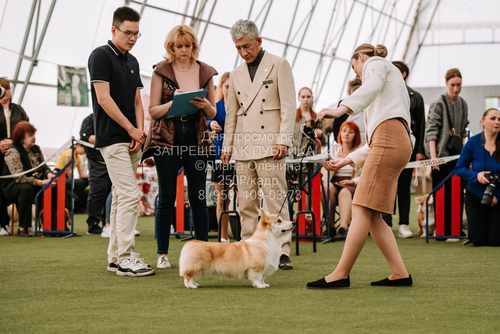 Выставка собак Красноярск 2.06. Фотограф Диана Оленина Красноярск / Братск