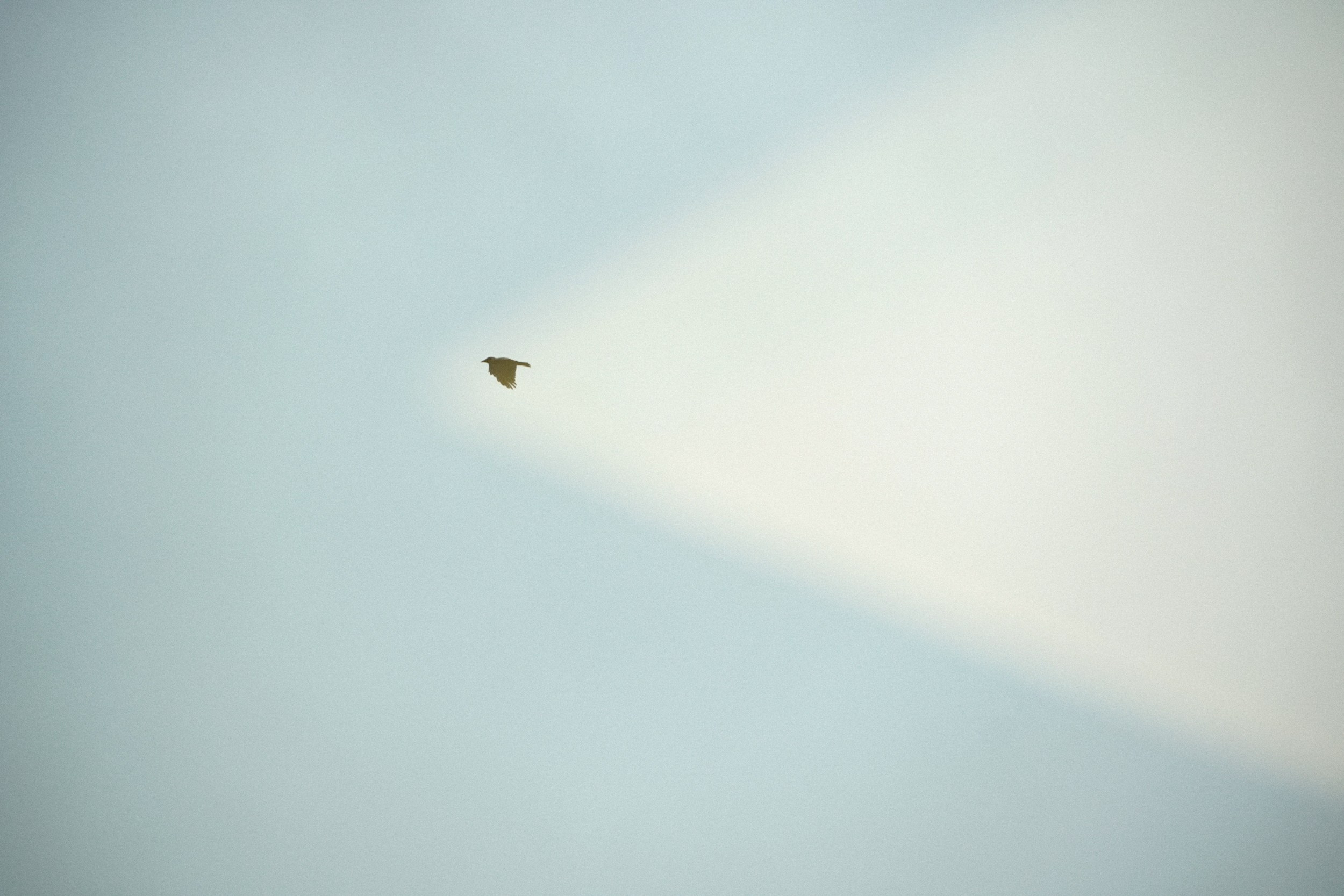 Птицы. Photographer Pavel Romashchenko