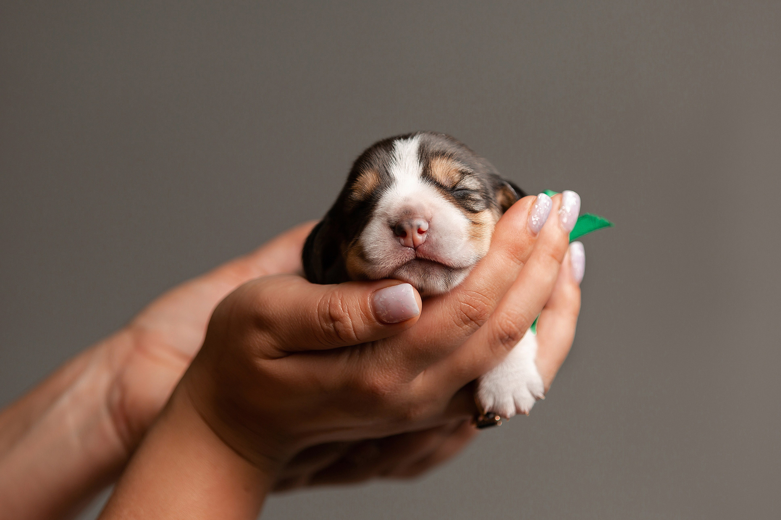 Фотосъёмка щенков. Фотограф-анималист в Краснодаре Маша Мельникова