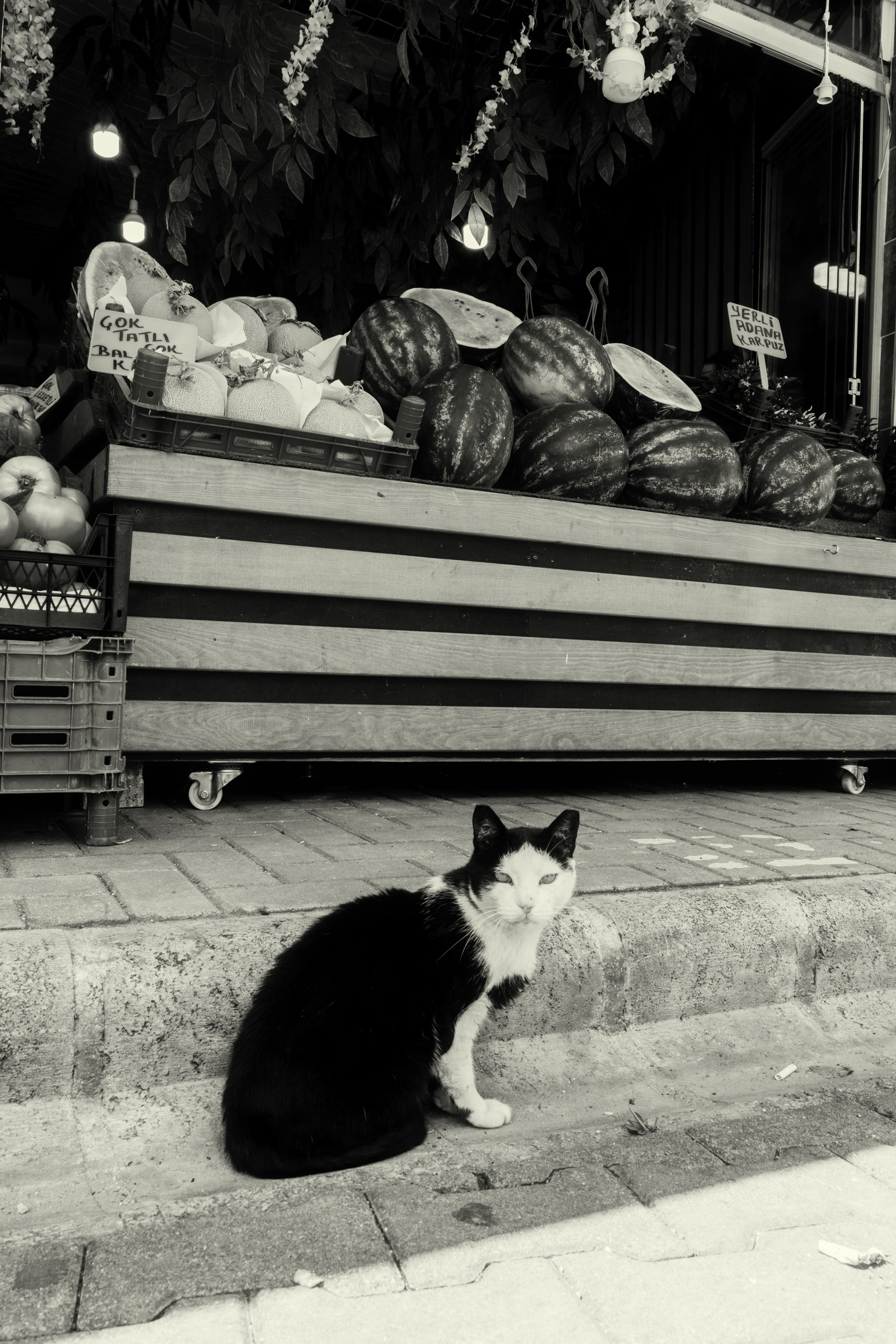 Турция, Греция, Иордания. Фотограф в Хабаровске. Фотография за 24 часа