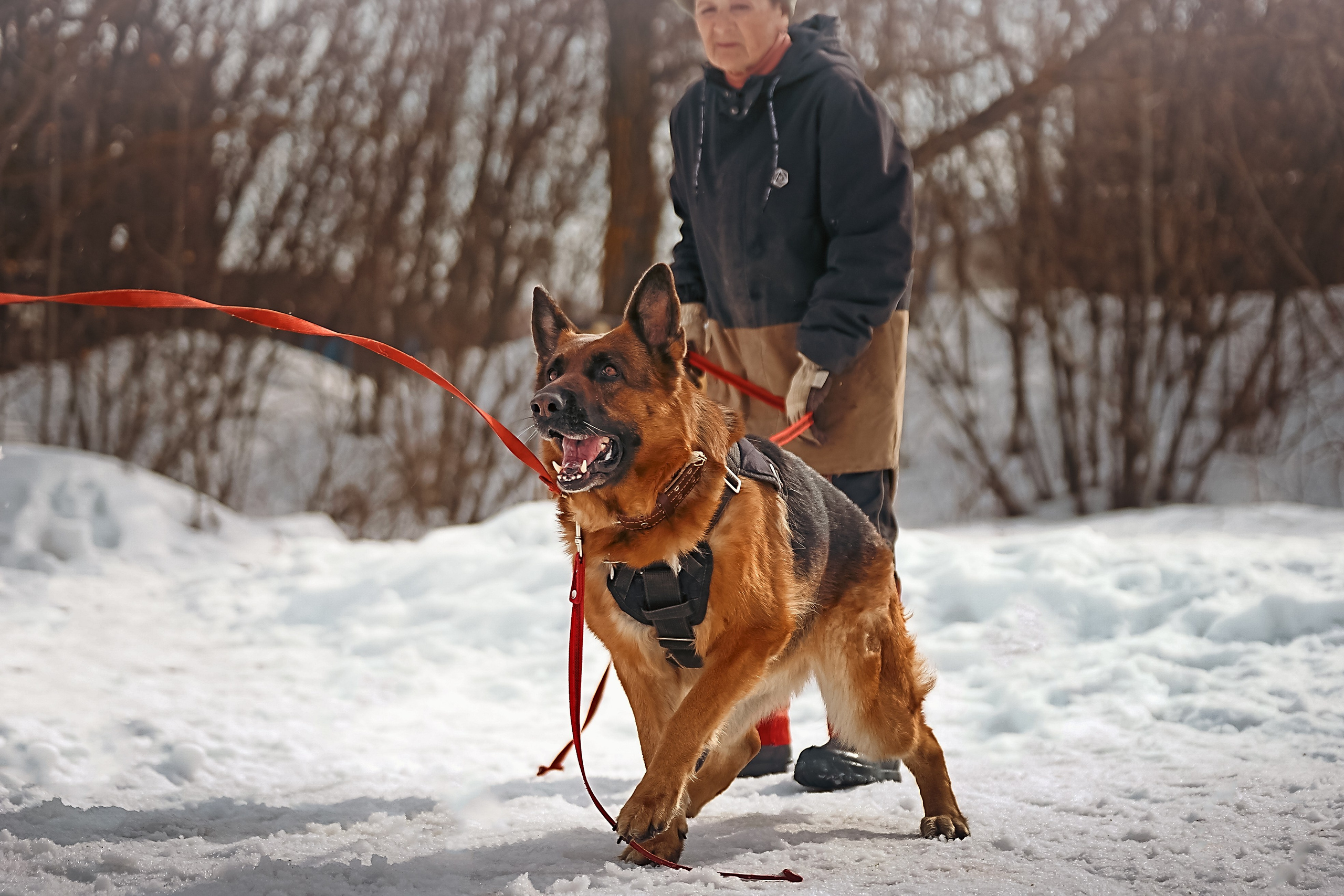 Репортажная съемка. Фотограф-анималист Нижний Новгород