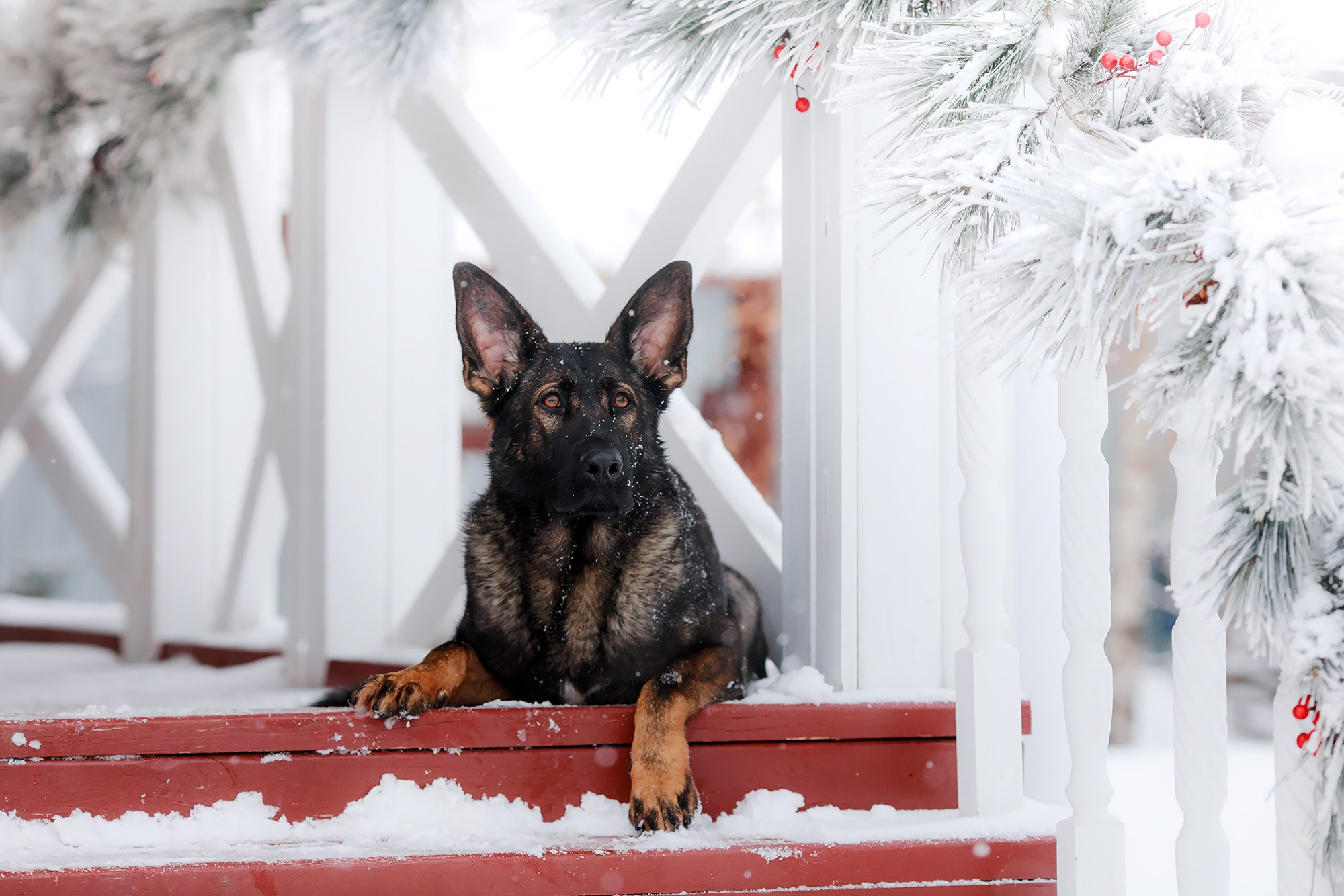 Зимние портреты. Фотограф-анималист Mary Mart — Москва, Питер