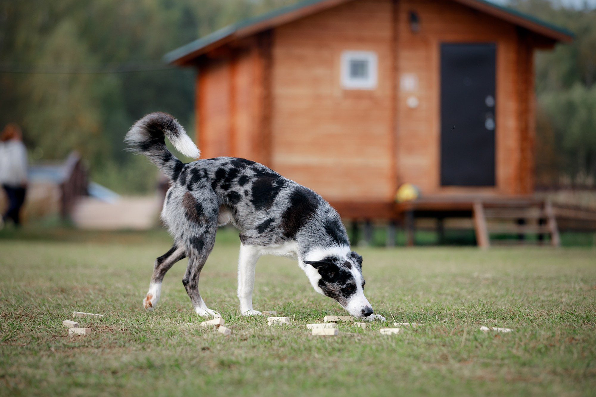 Лагерь по ОБД с Инной Баженовой. Фотограф-анималист Mary Mart — Москва, Питер